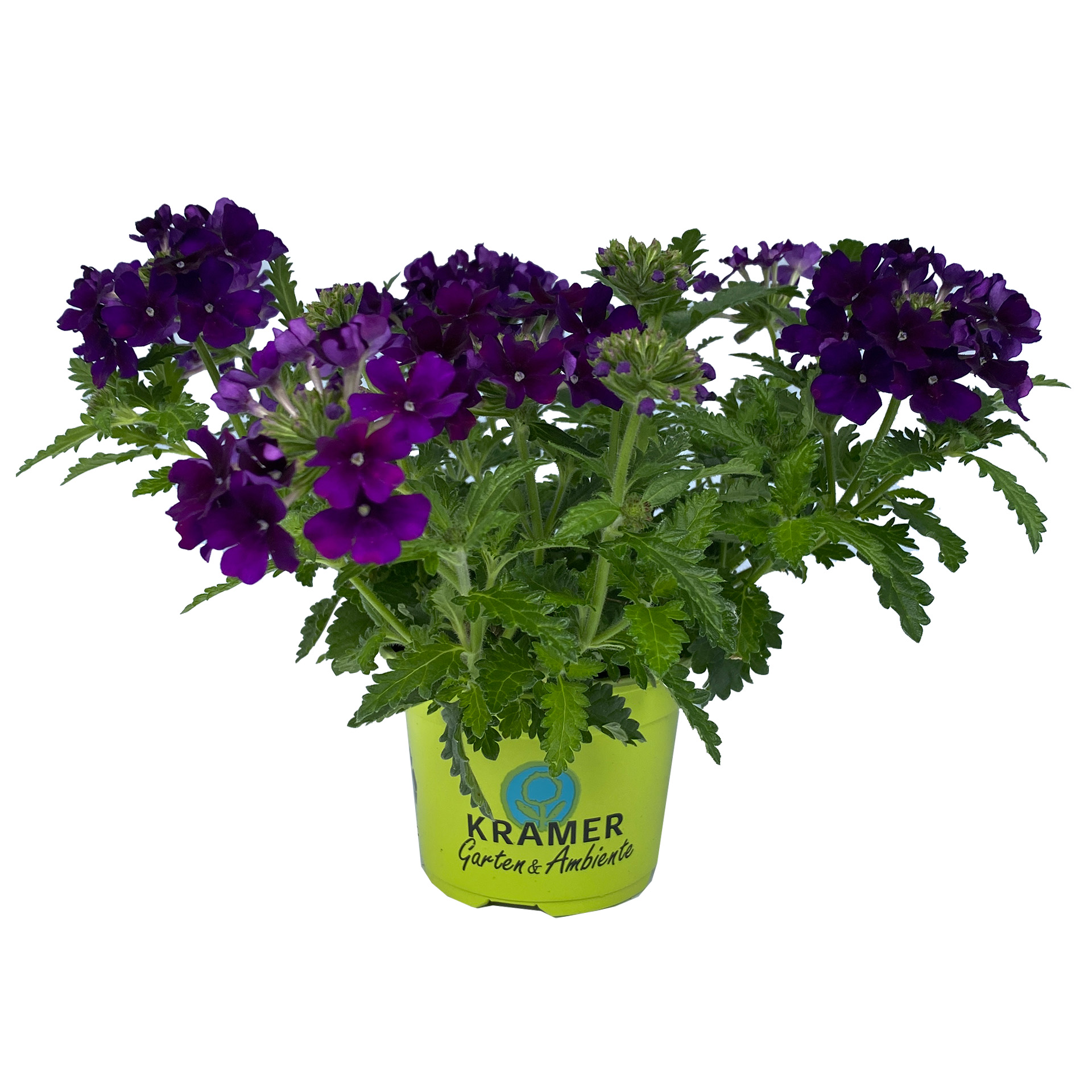 Verbene - Verbena 'Empress® Flair Violet Blue', 10,5cm Topf