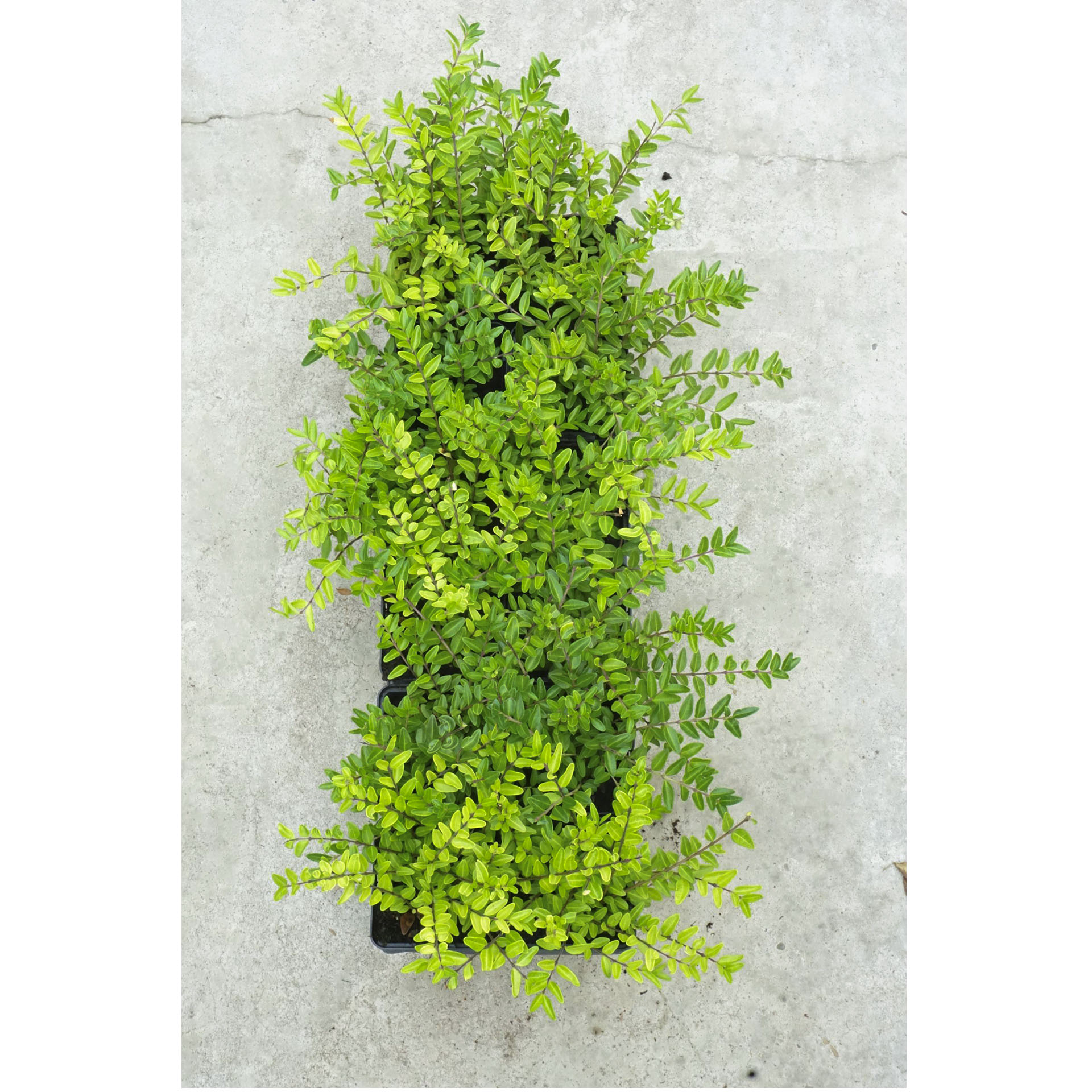 mehrere heldunkelgrüne Heckenpflanzen Moss Green nebeneinander gestellt