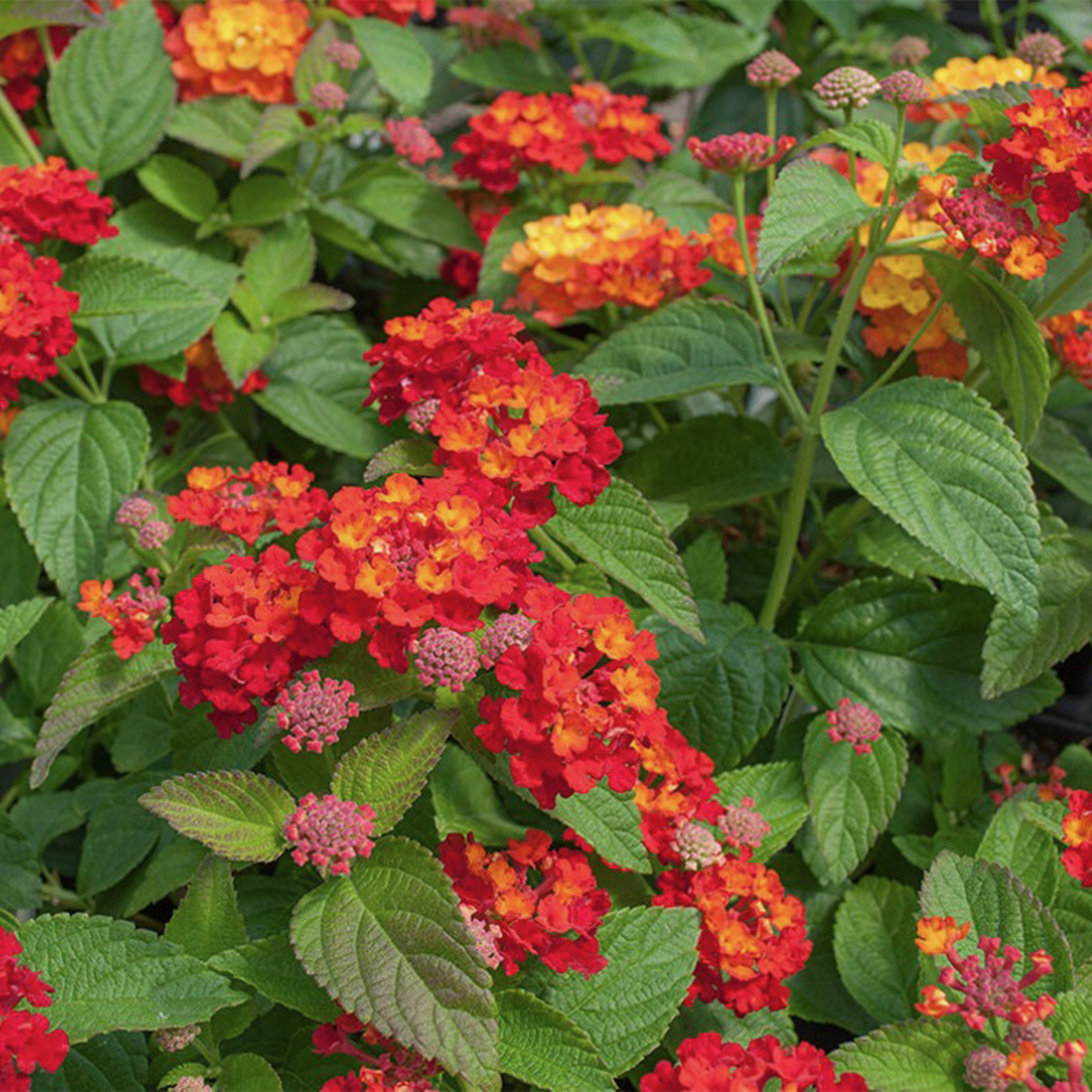 Wandelröschen - Lantana camara rot, 12cm Topf