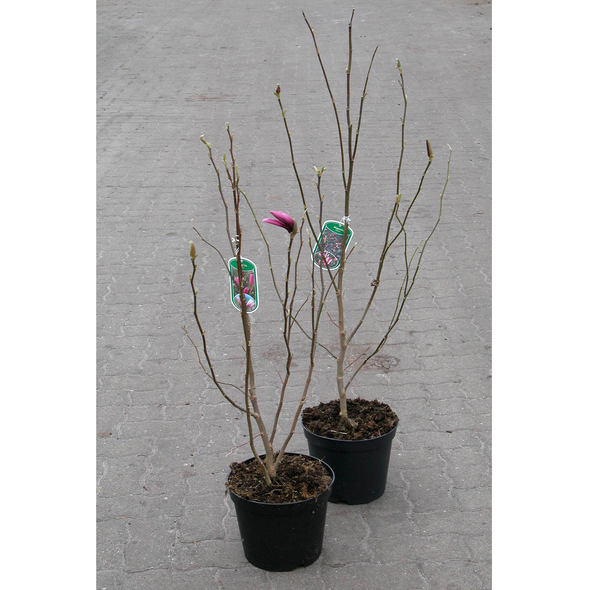 Magnolie - Magnolia in Sorten, C5 50-60cm