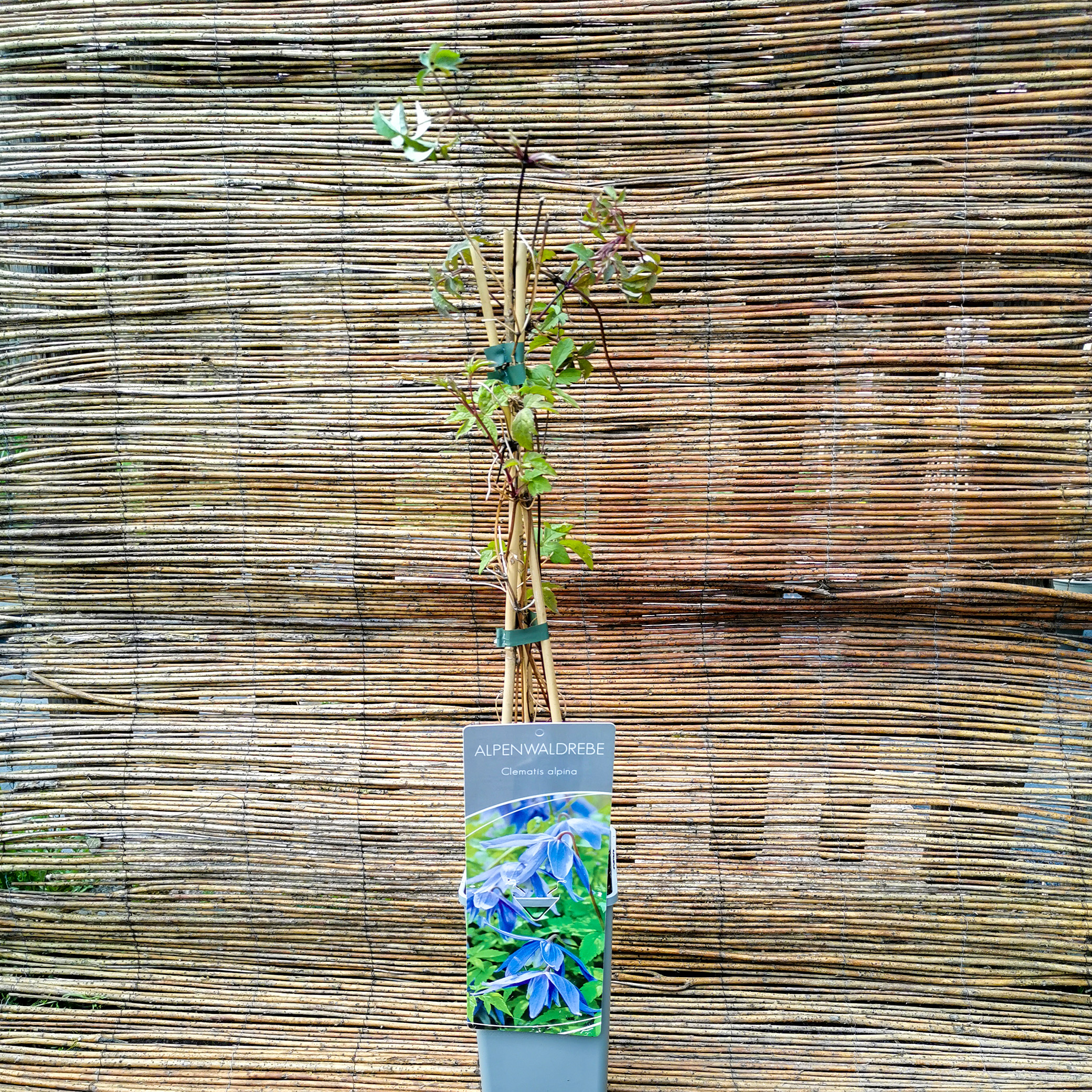 Clematis alpina Alpenwaldrebe Waldrebe Kletterpflanze
