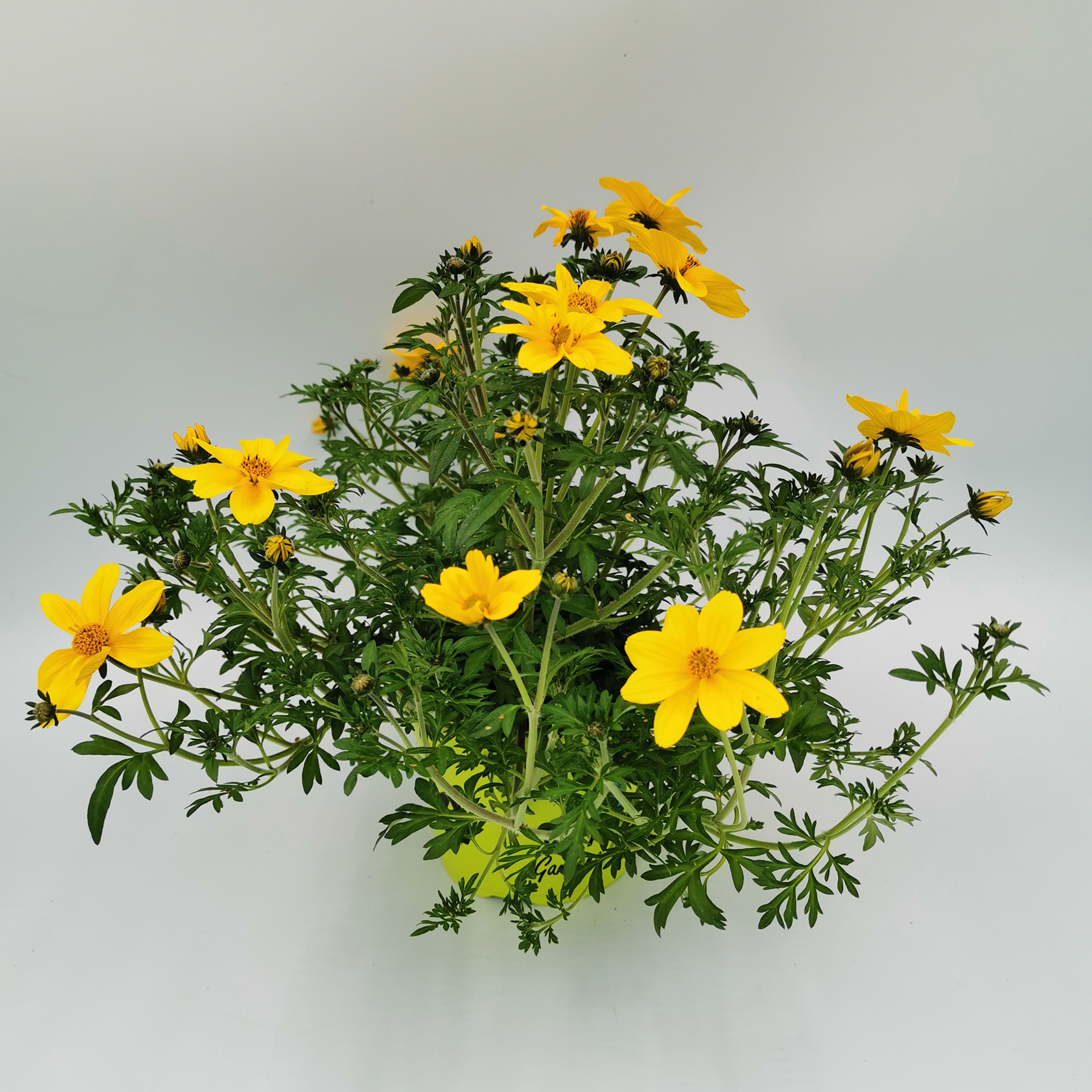 Bidens Bidy Gonzales gelb