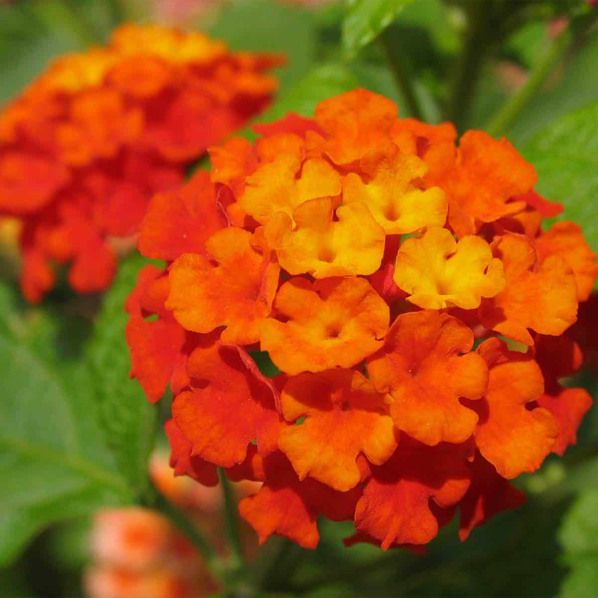 Wandelröschen - Lantana camara orange, 12cm Topf