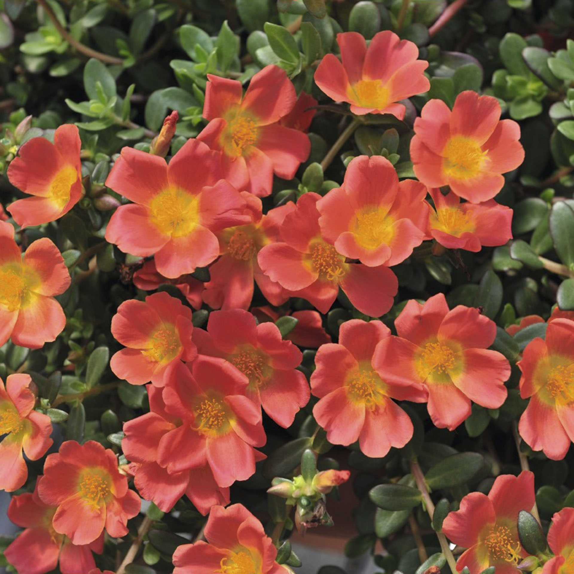Orange Blühende Portulakröschen Cupcake Carrot