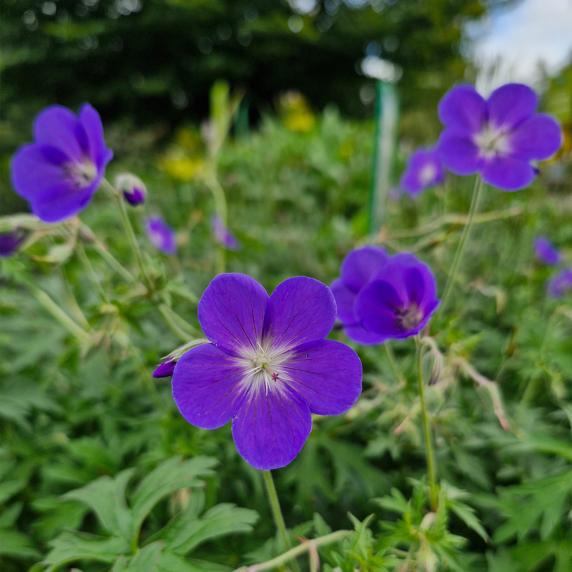 Blume, Geranie, Pflanze, Anemone, Blütenblatt