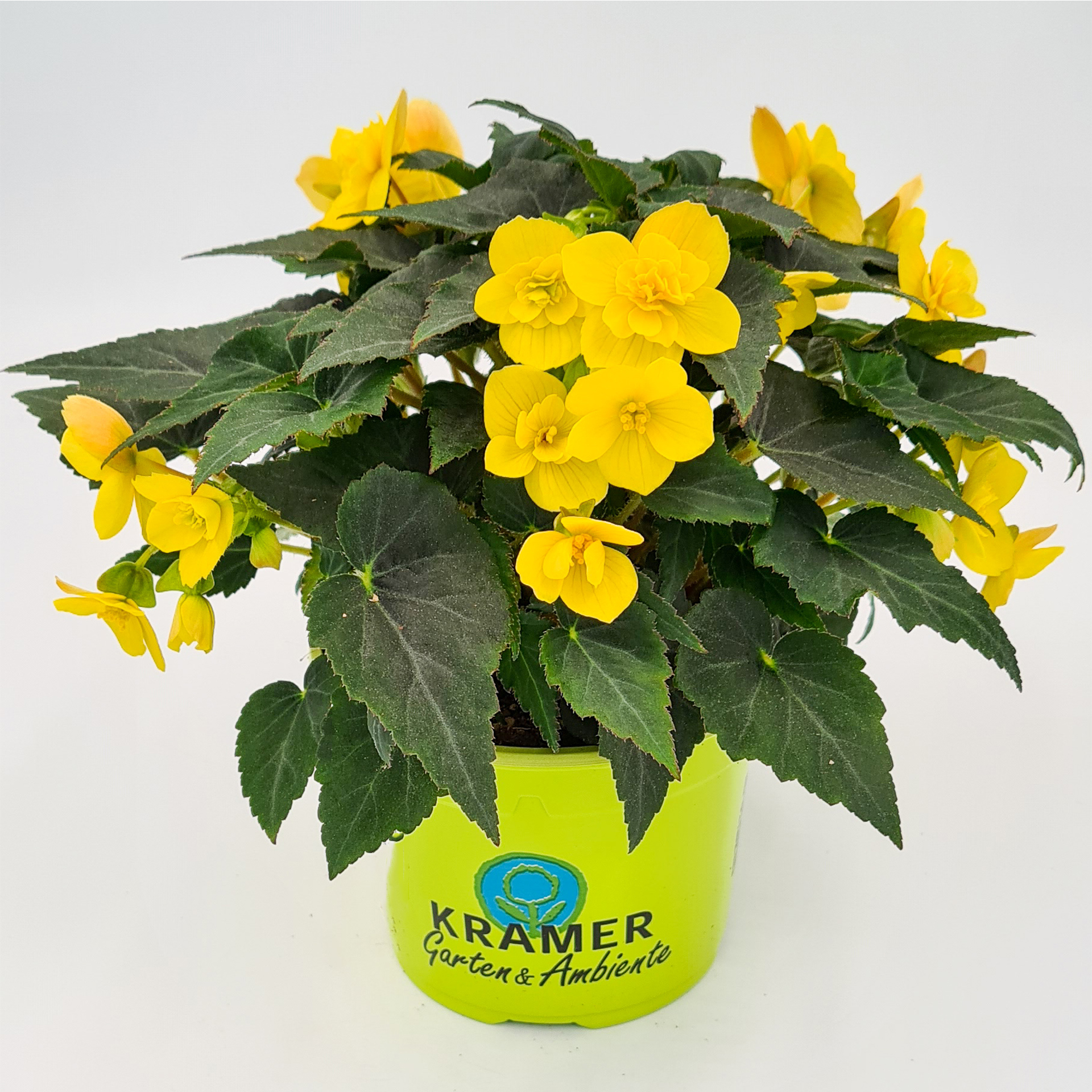 gelb blühende Begonie Beluga Yellow im Pflanztopf