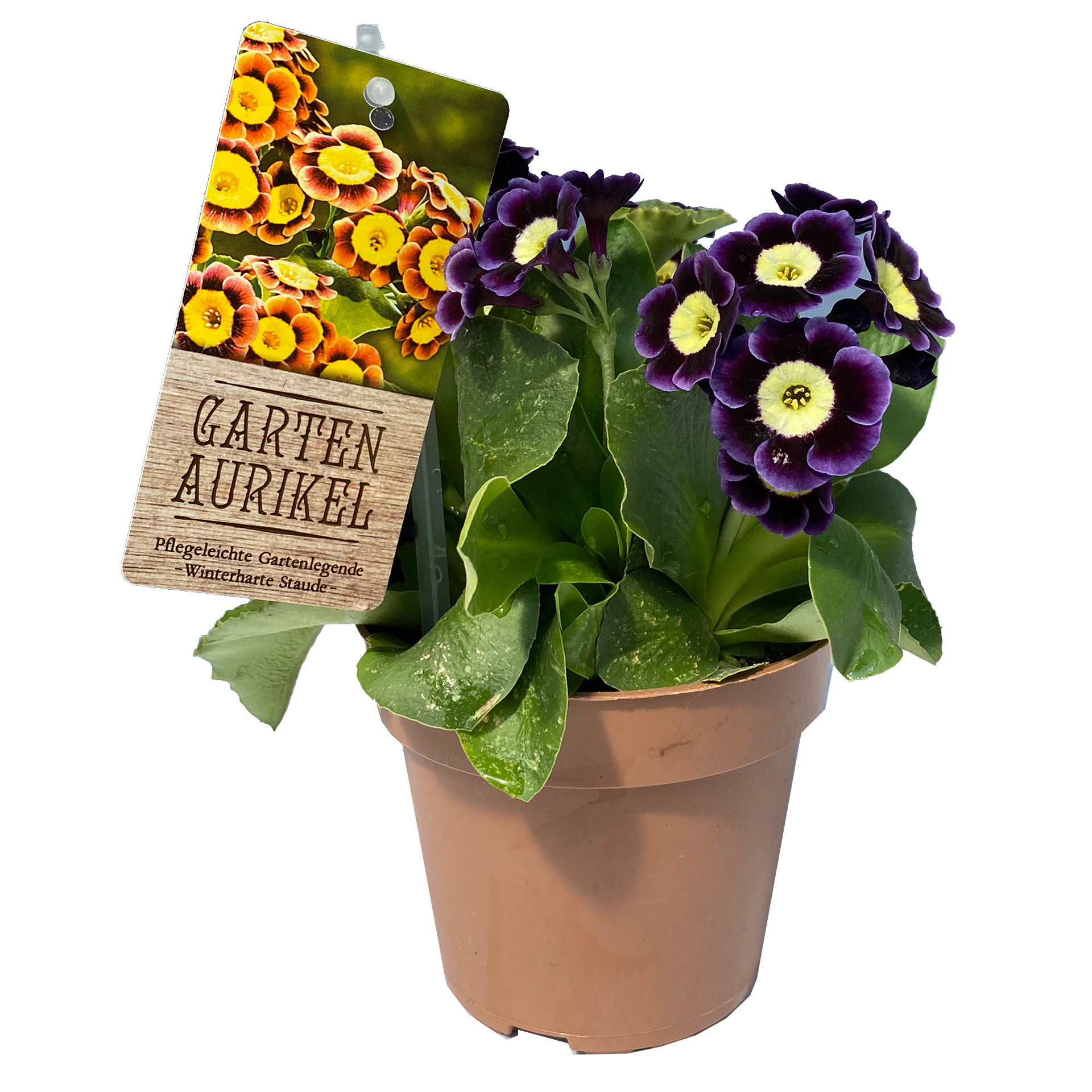 Garten-Aurikel - Primula auricula , 13cm Topf