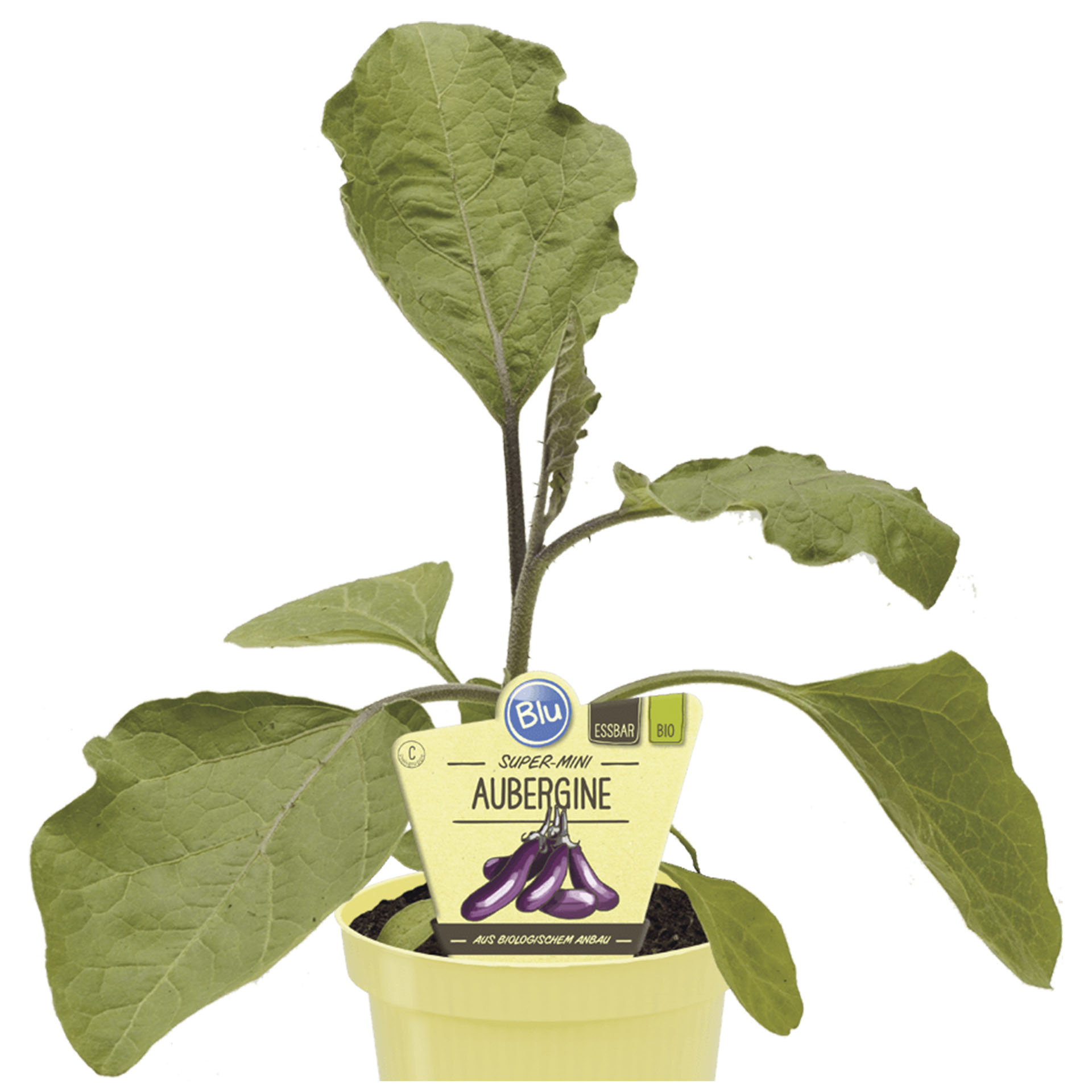 Aubergine im Pflanztopf mit Pflanzenstecker