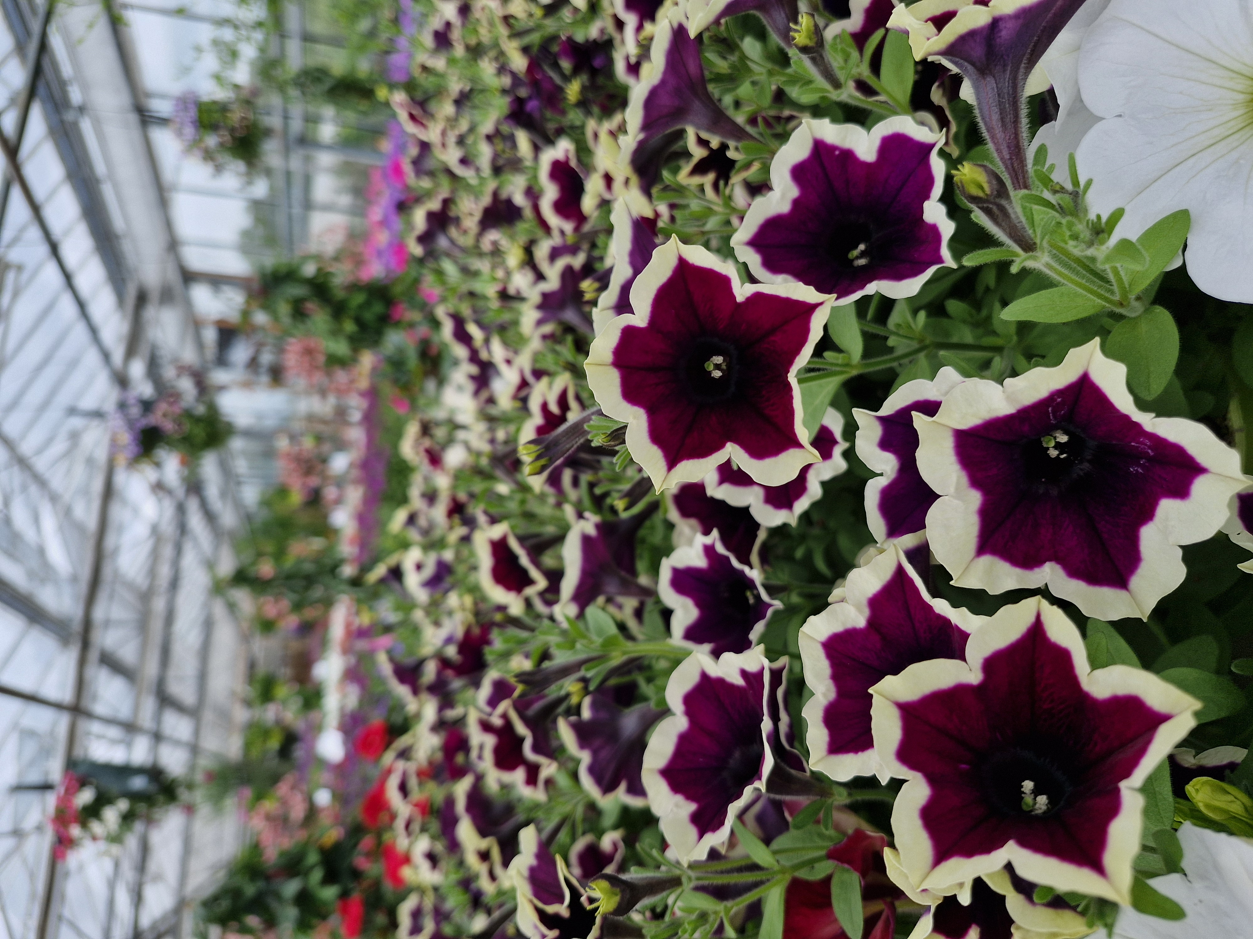 Petunie, Blume, Lila-Weiß, hängende Körbchenpflanze, Gartenpflanze