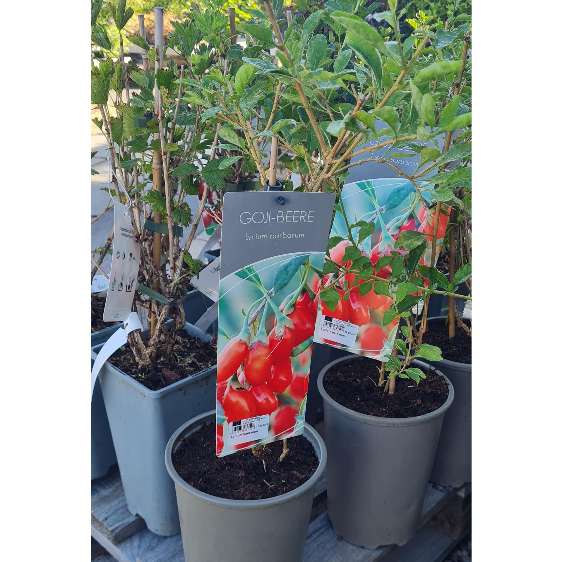 Goji-Beere im Pflanztopf mit Stecker Pflanzanleitung