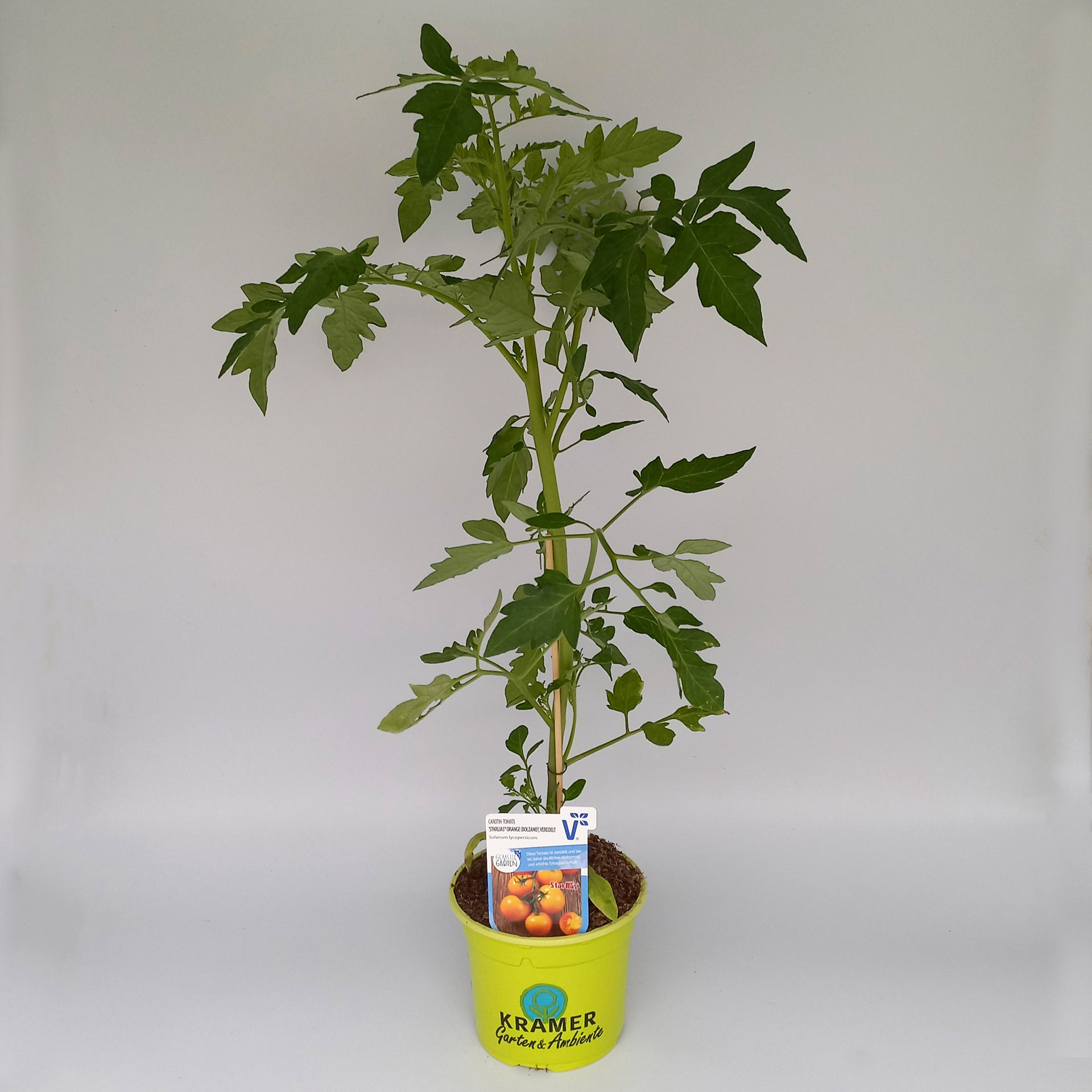 Tomate Starlias Orange im Pflanztopf