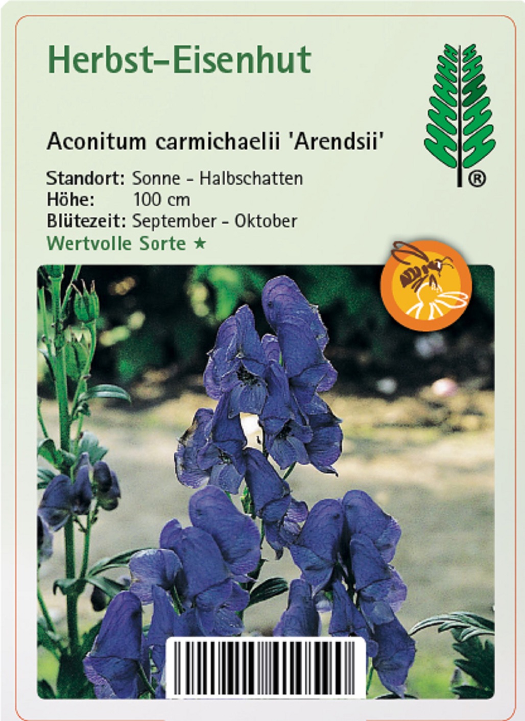 Herbst-Eisenhut - Aconitum carmichaelii 'Arendsii'