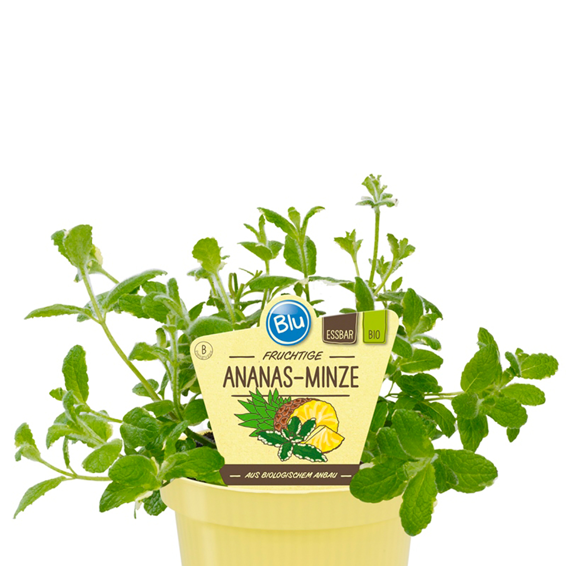 BIO Ananas-Minze - Mentha suaveolens 'Variegata', 12cm Topf