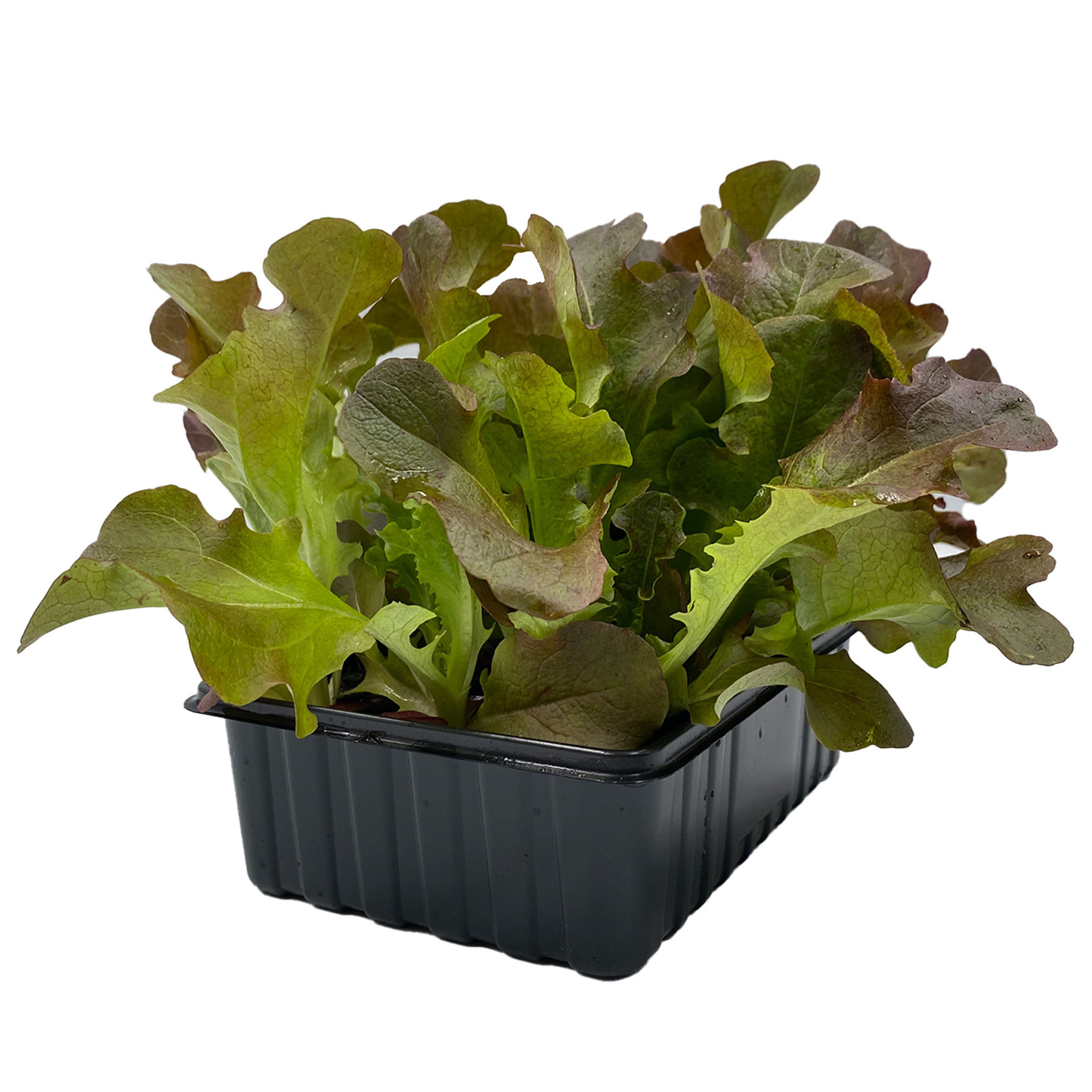 Eichblattsalat rot, Pflanze, Essen, Kopfsalat, Produzieren, Topfpflanze