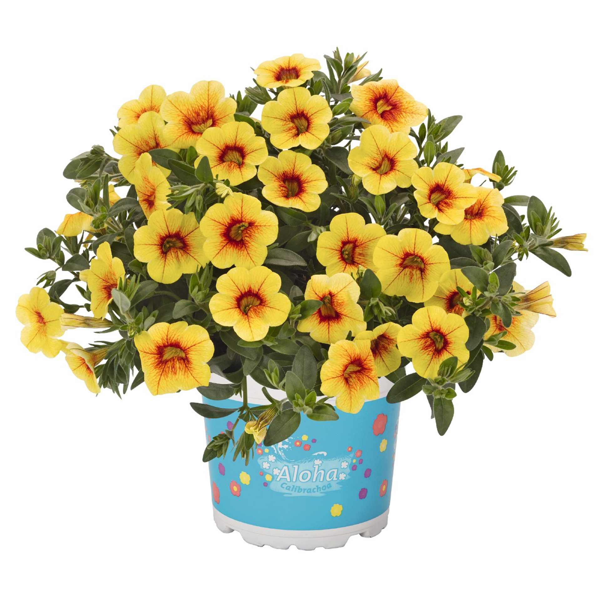 Zauberglöckchen - Calibrachoa 'Aloha Kona Honeycamp', 12cm Topf