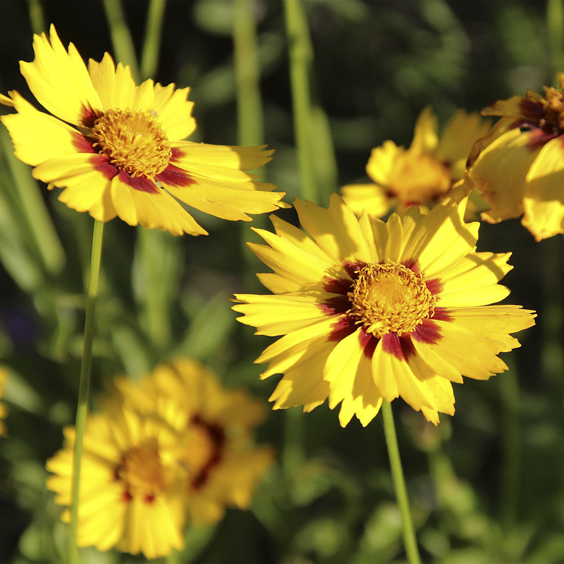 Pflanze, Blütenstaub, Gänseblümchen, Blume, Blütenblatt
