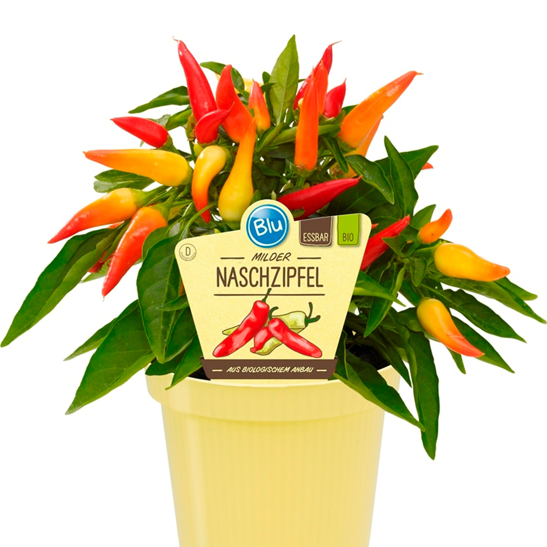 BIO Chili Naschzipfel - Capsicum annuum, 12cm Topf