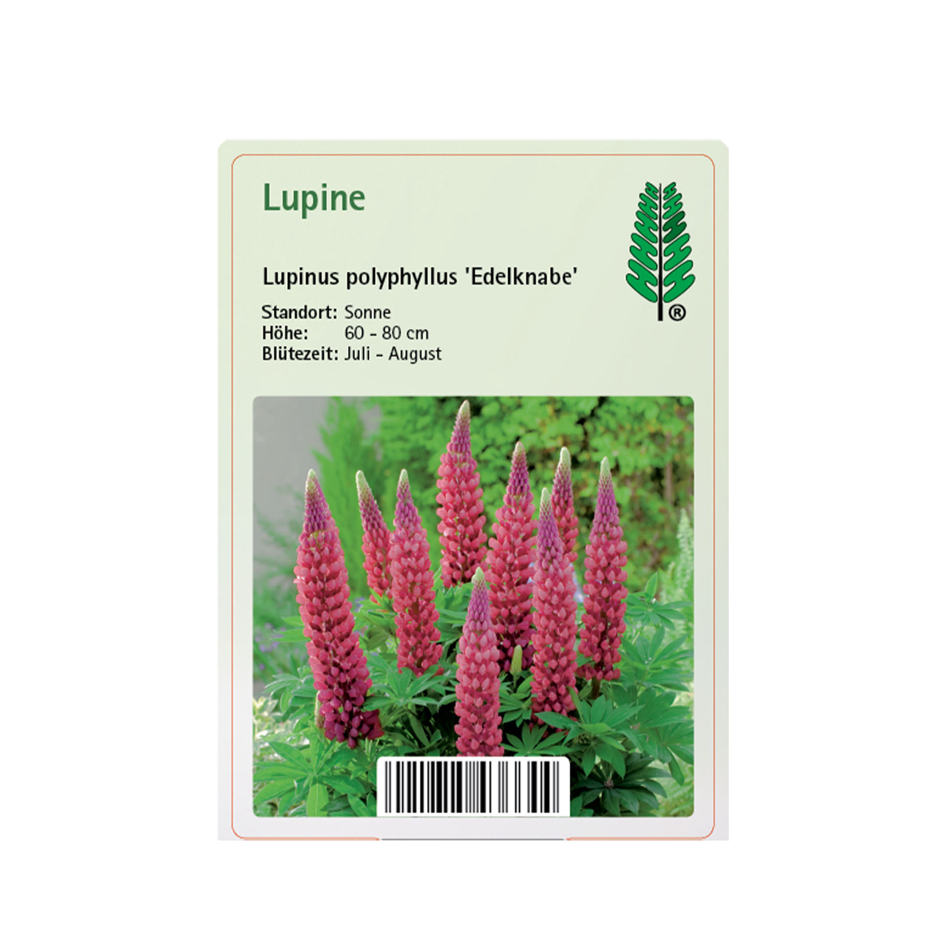 Lupine - Lupinus polyphyllus 'Edelknabe'
