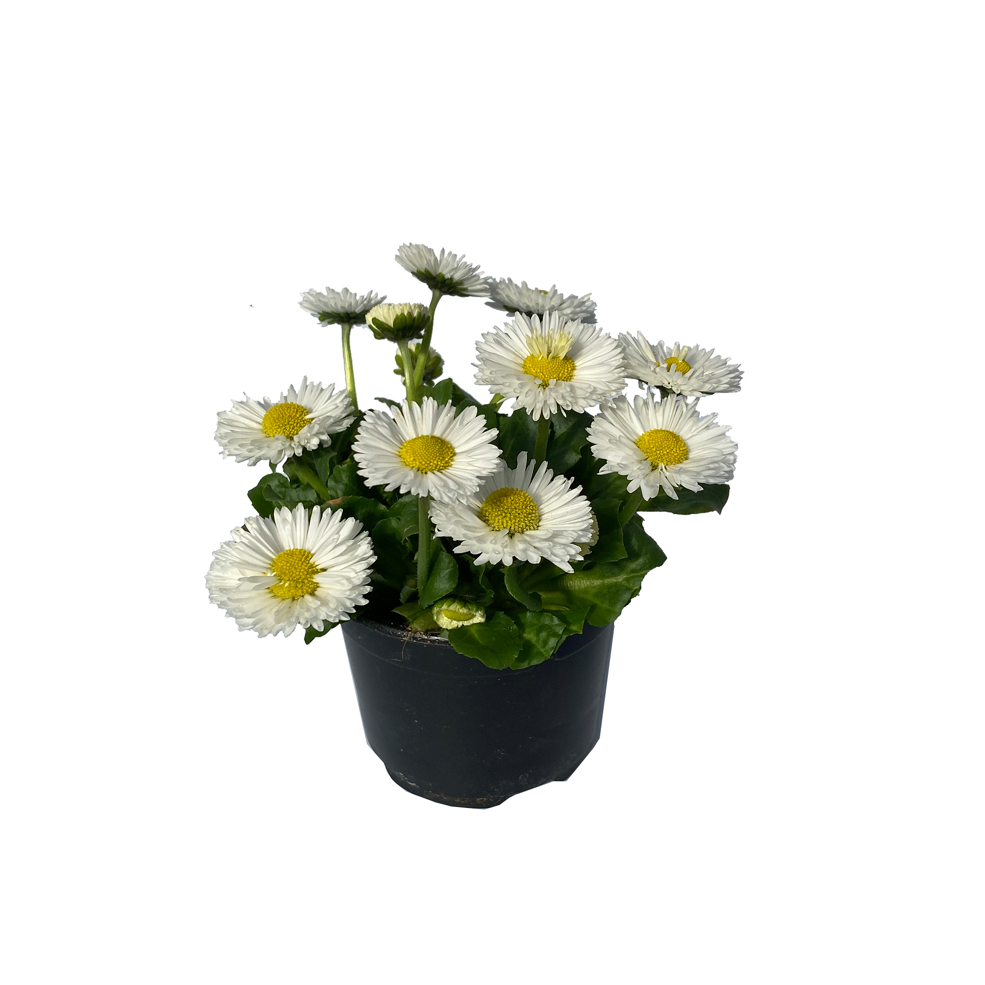 Gänseblümchen Bellis - Bellis perennis weiß, 9cm Topf