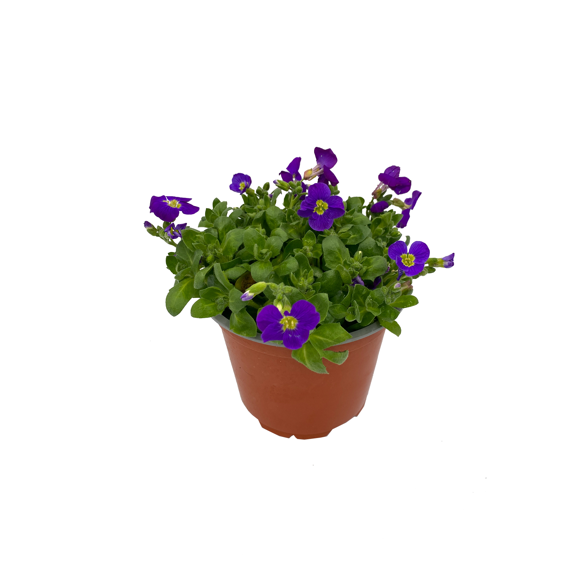 Blaukissen - Aubrieta - Hybriden, 13cm Topf