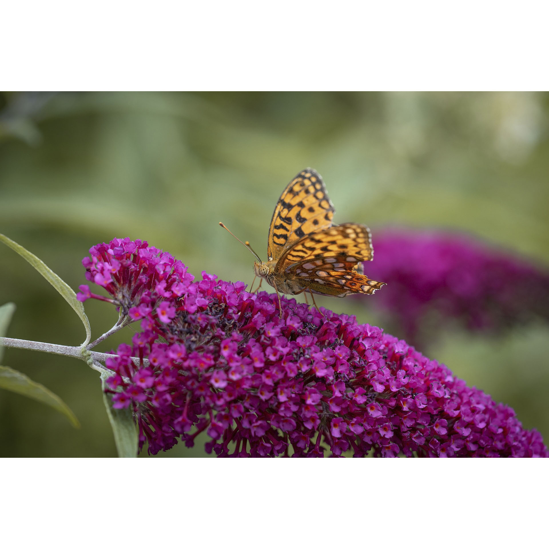 Sommerflieder - Buddleja davidii 'Pink Secret'®, C4,5