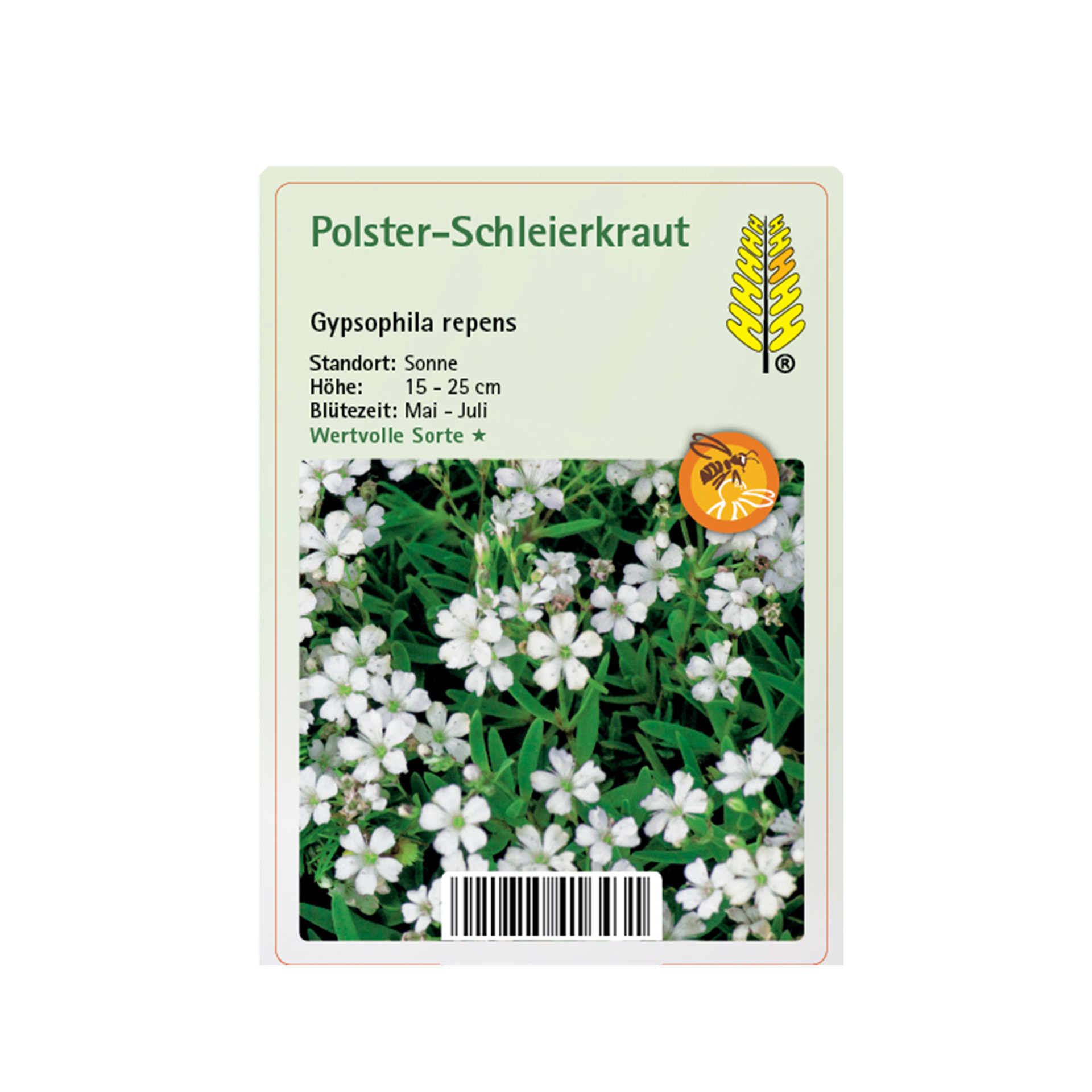Polster-Schleierkraut - Gypsophila repens