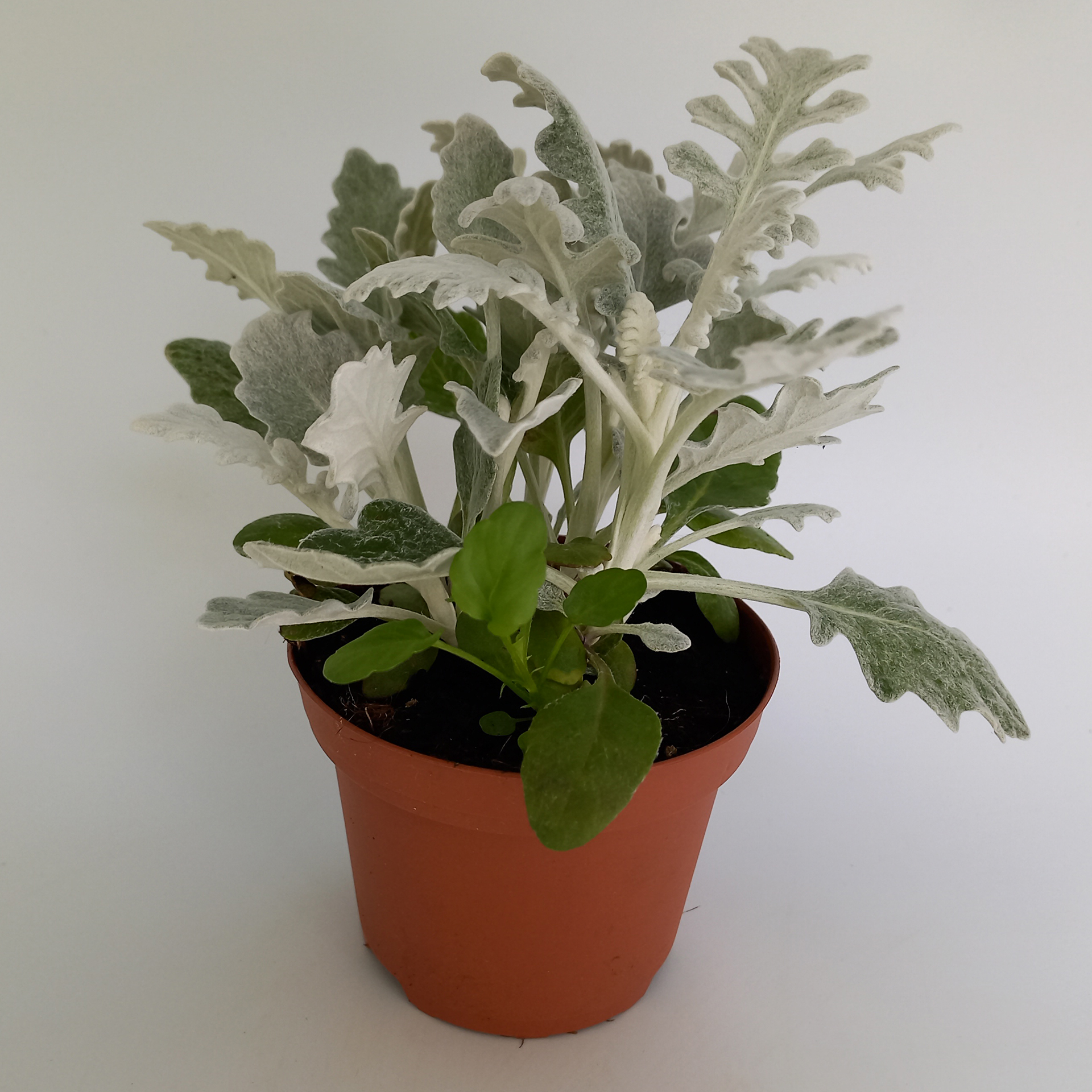 Silberblatt Maritima