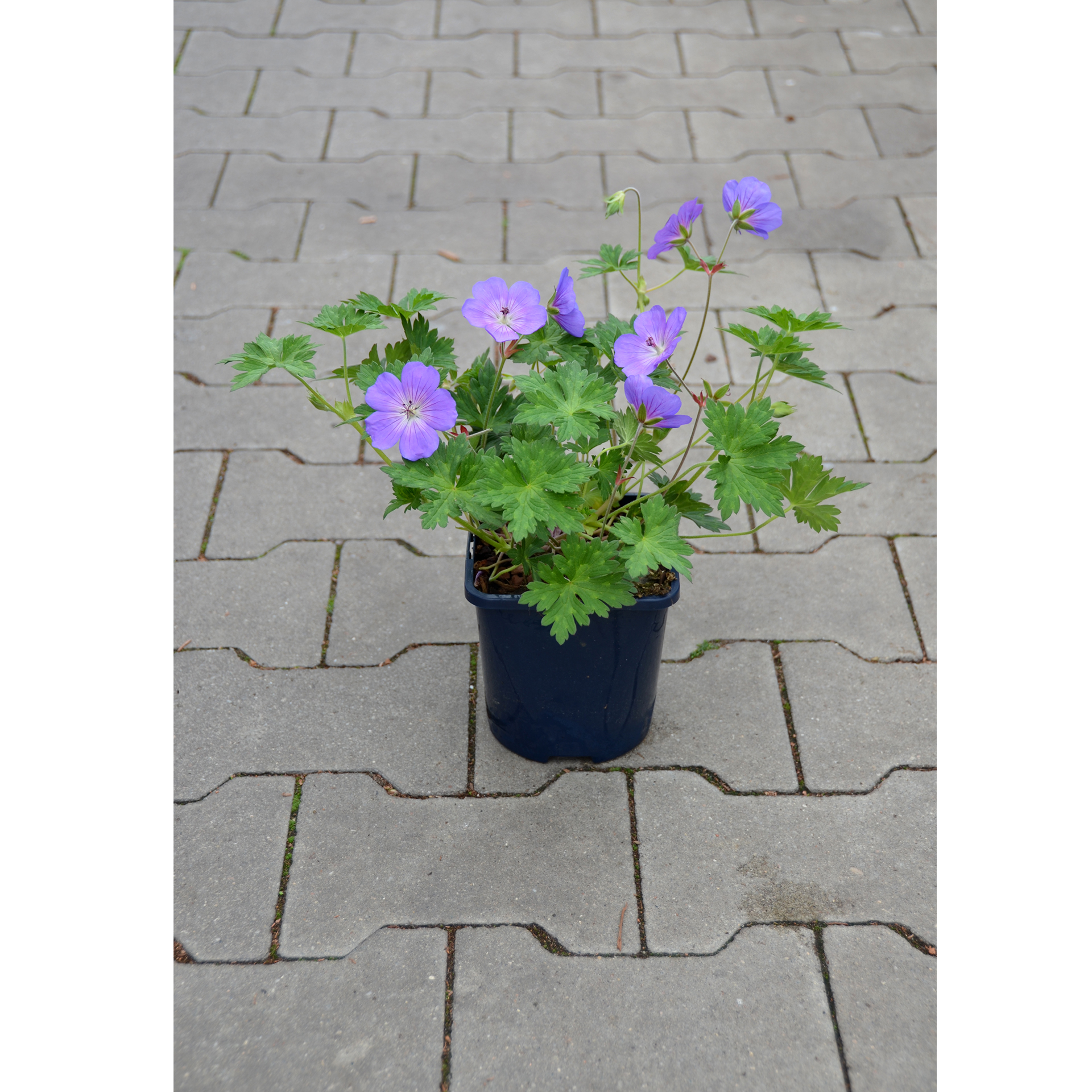 Riesen-Storchschnabel – Geranium wallichianum 'Rozanne', C1,5