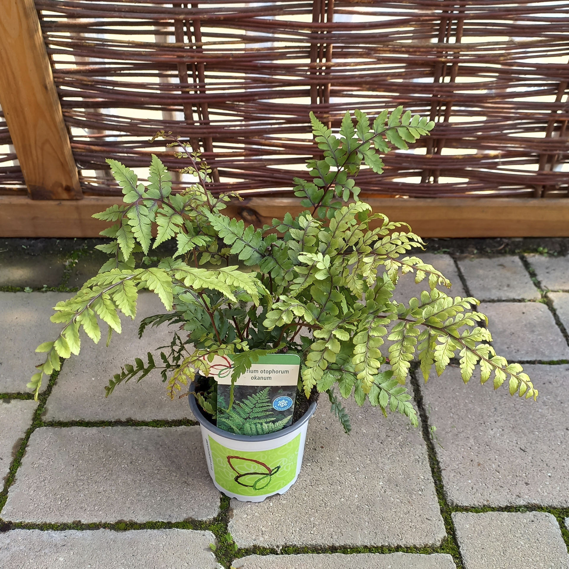 Öhrchen-Frauenfarn in Pflanztopf mit Pflanzenstecker