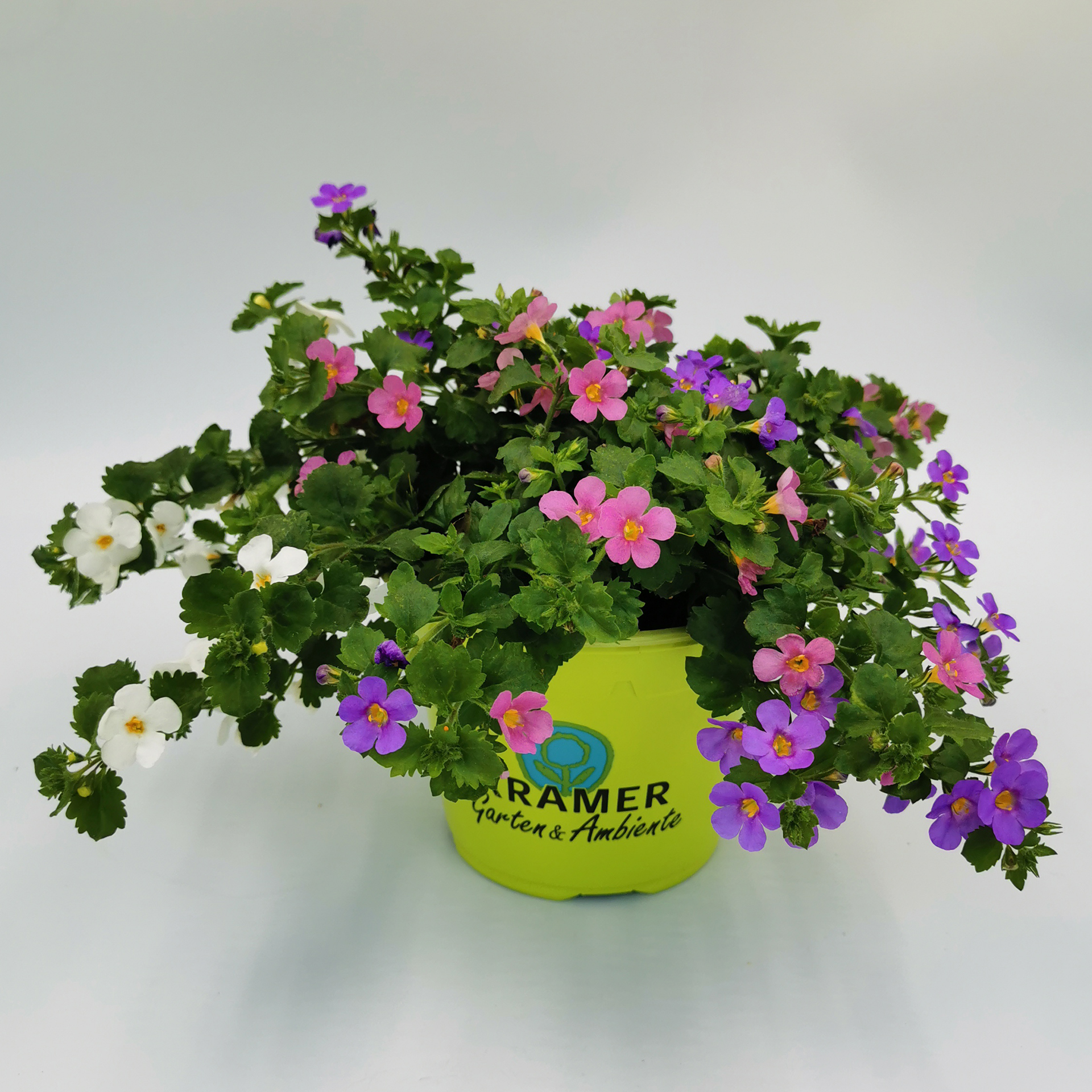 Schneeflockenblume - Bacopa Trio, 13cm Topf