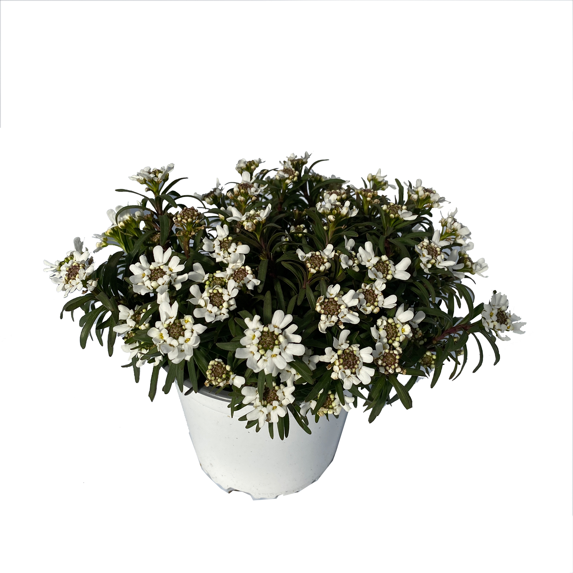 Schleifenblume - Iberis sempervirens, 13cm Topf