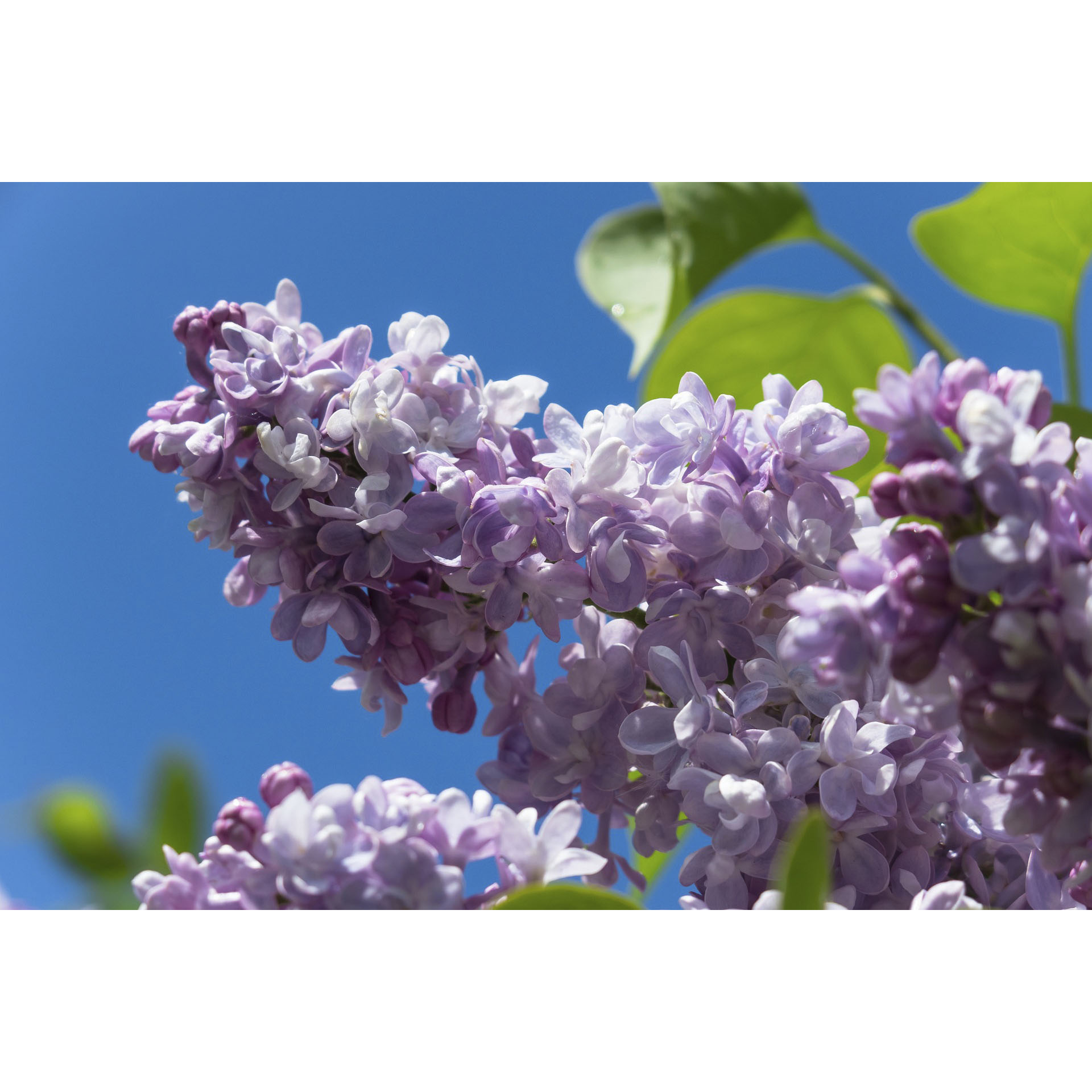 Edelflieder - Syringa vulg. 'Président Grévy', C3 40-60cm