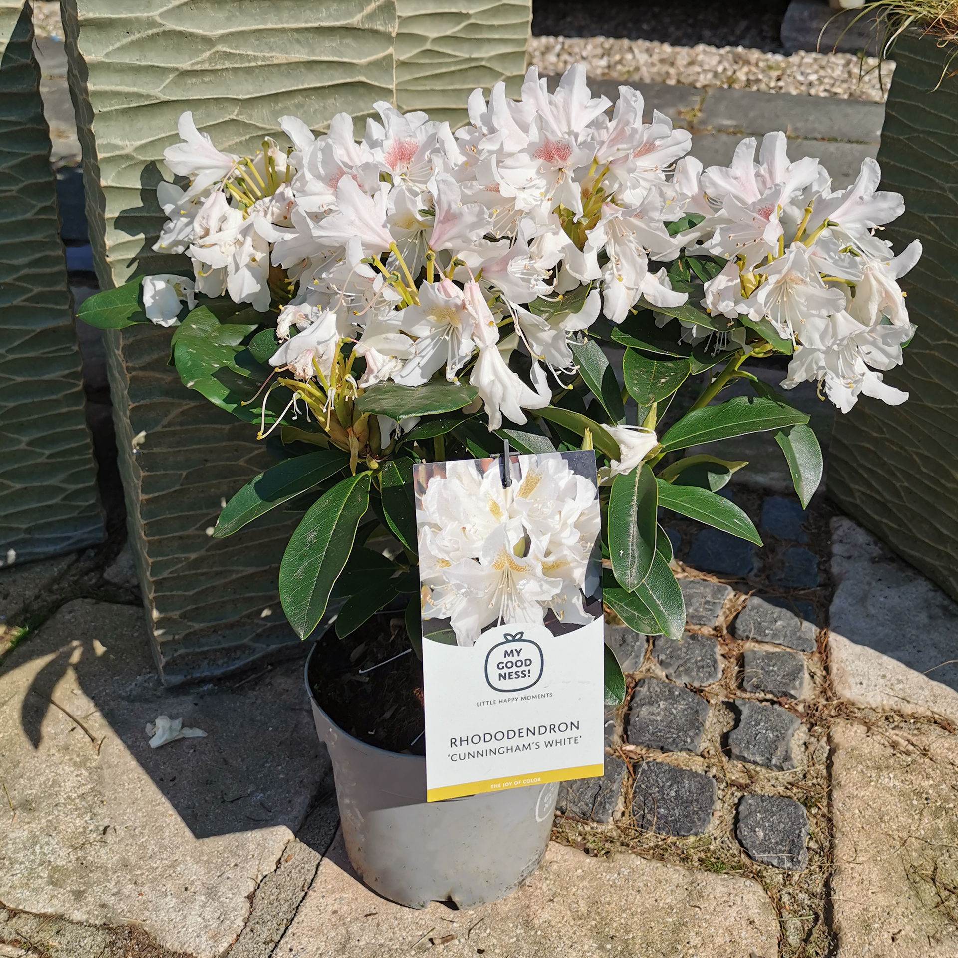 Rhododendron weiß Alpenrose Moorbeetpflanze Containerpflanze Kübel auf Balkon und Terrasse