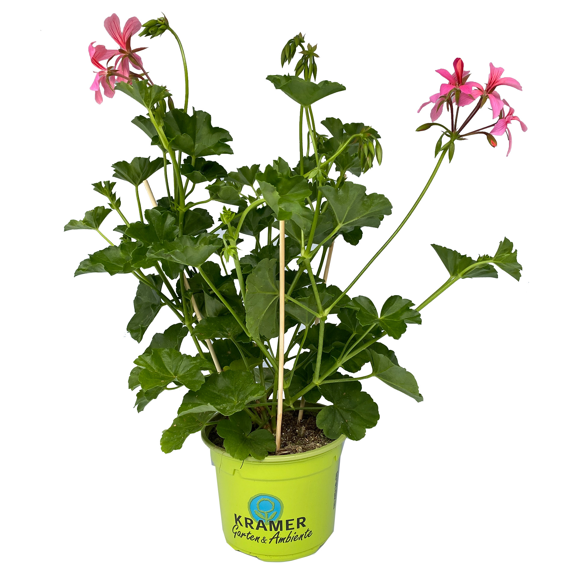 Geranie hängend 'Ville de Paris Rosa' - Pelargonium peltatum, 12cm Topf