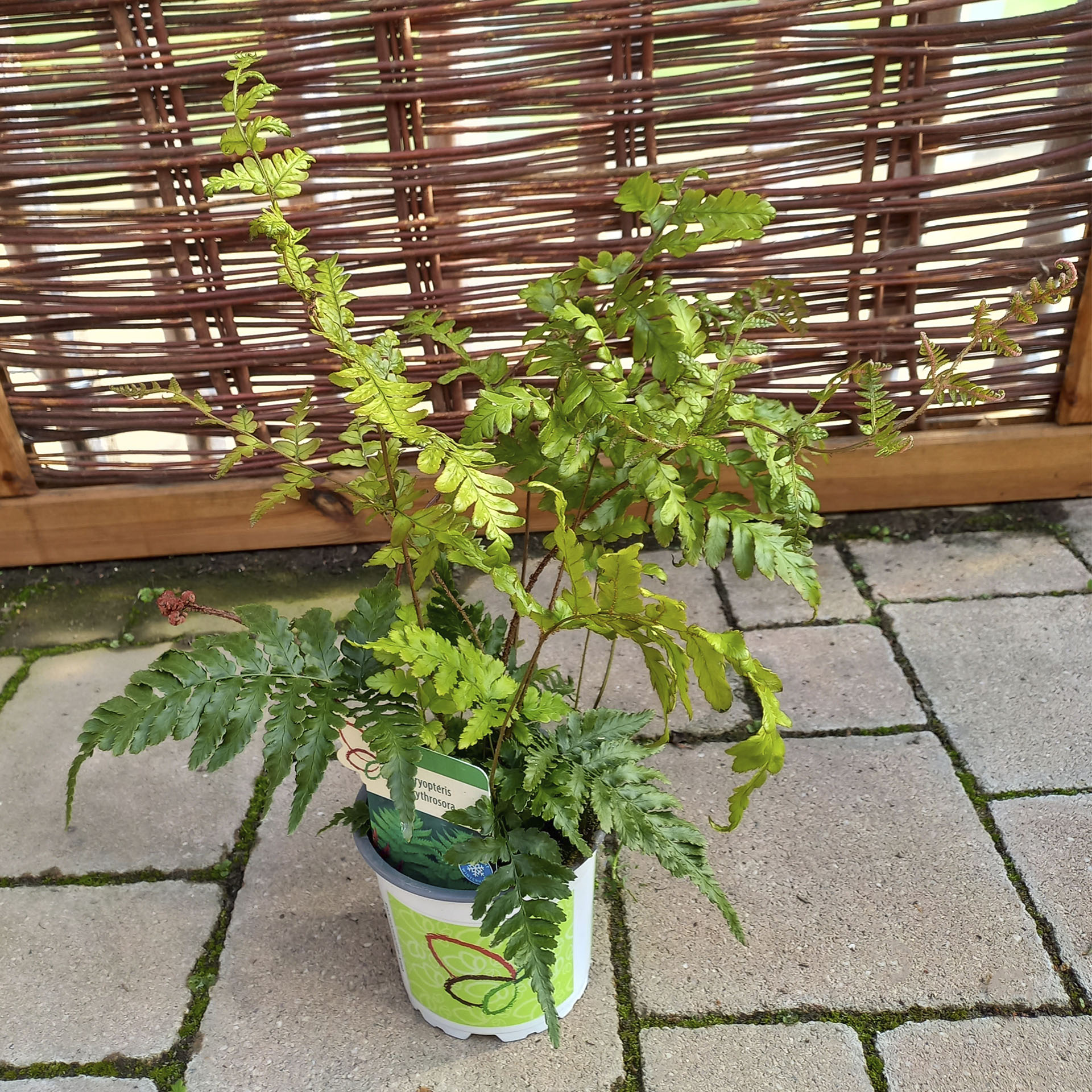Rotschleierfarn im Pflanztopf mit Pflanzenstecker