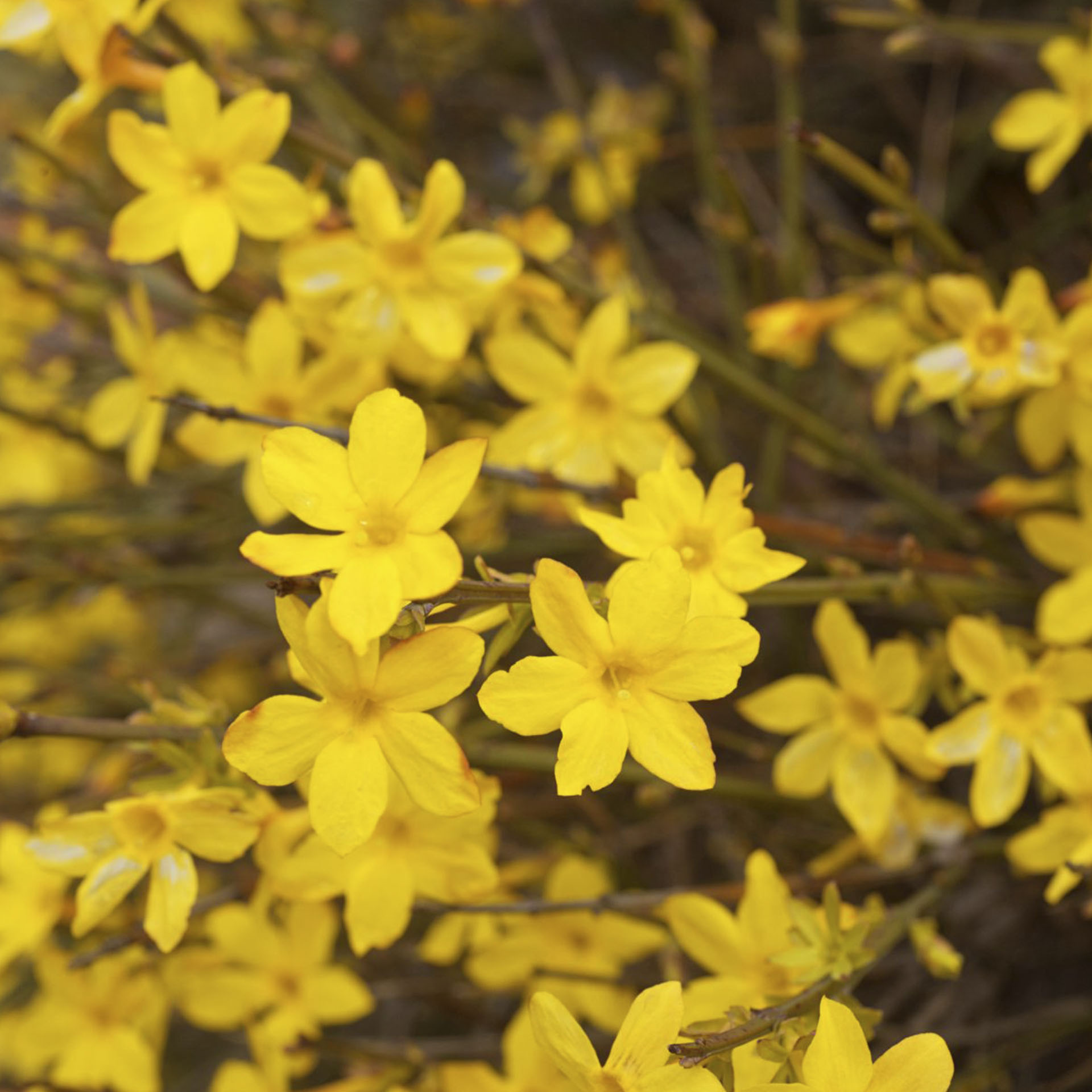 Winterjasmin - Jasminum nudiflorum, C2 eckig 40-60cm