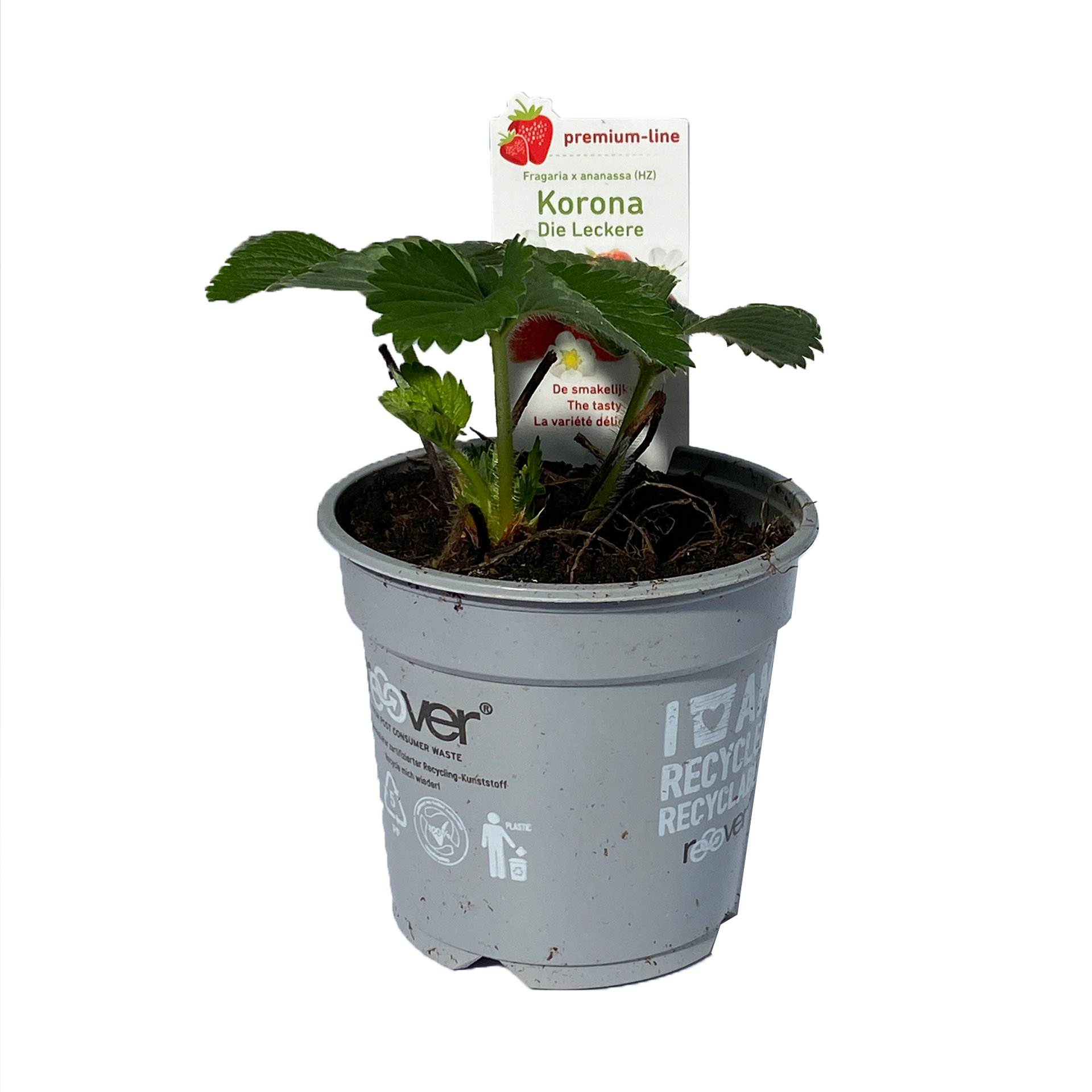 Erdbeerpflanze Korona Erdbeere Erdbeersorte