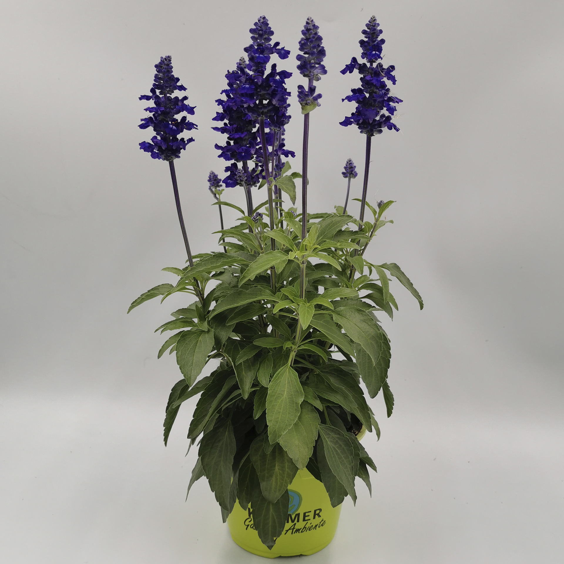 Mehliger Salbei - Salvia farinacea 'Farina® Blue', 13cm Topf