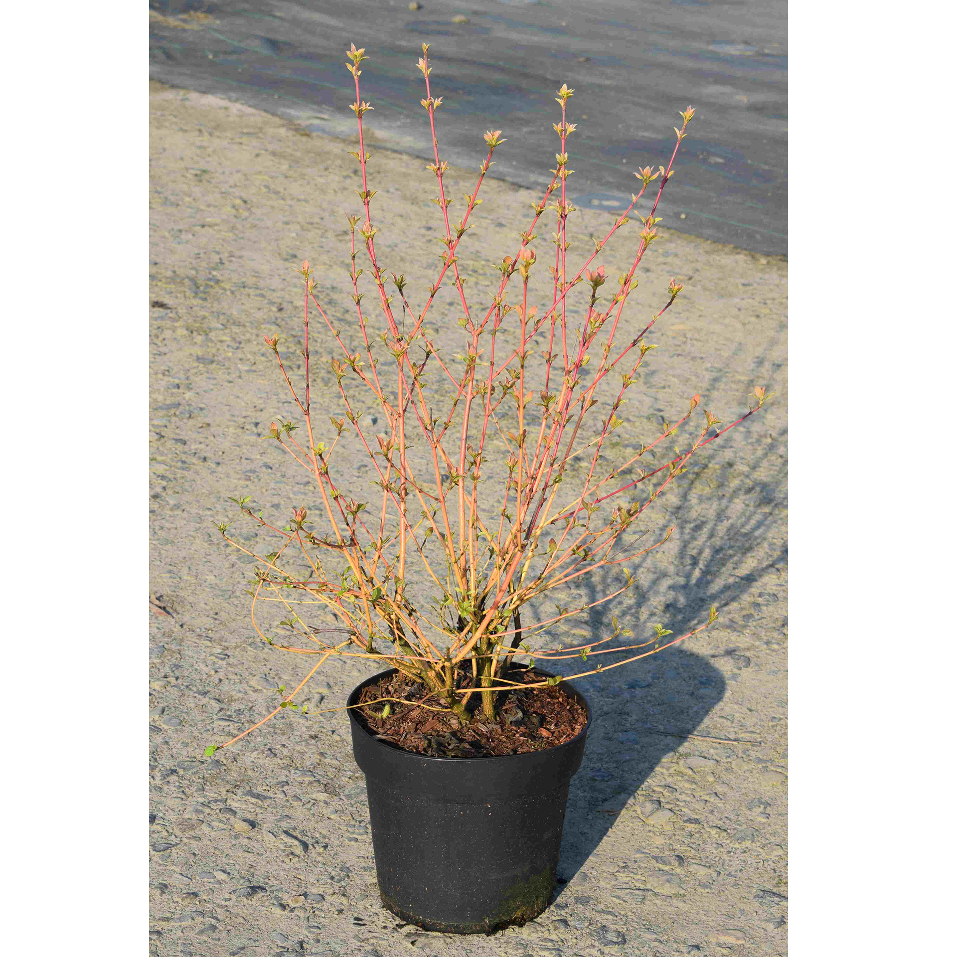 Hartriegel - Cornus sanguineum 'Wintersun', C4,5 50-60cm