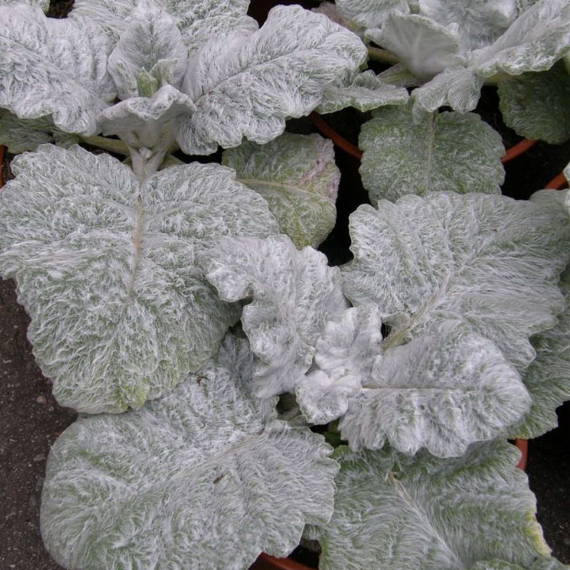 Blatt, Eis, Natur, Draußen, Wetter