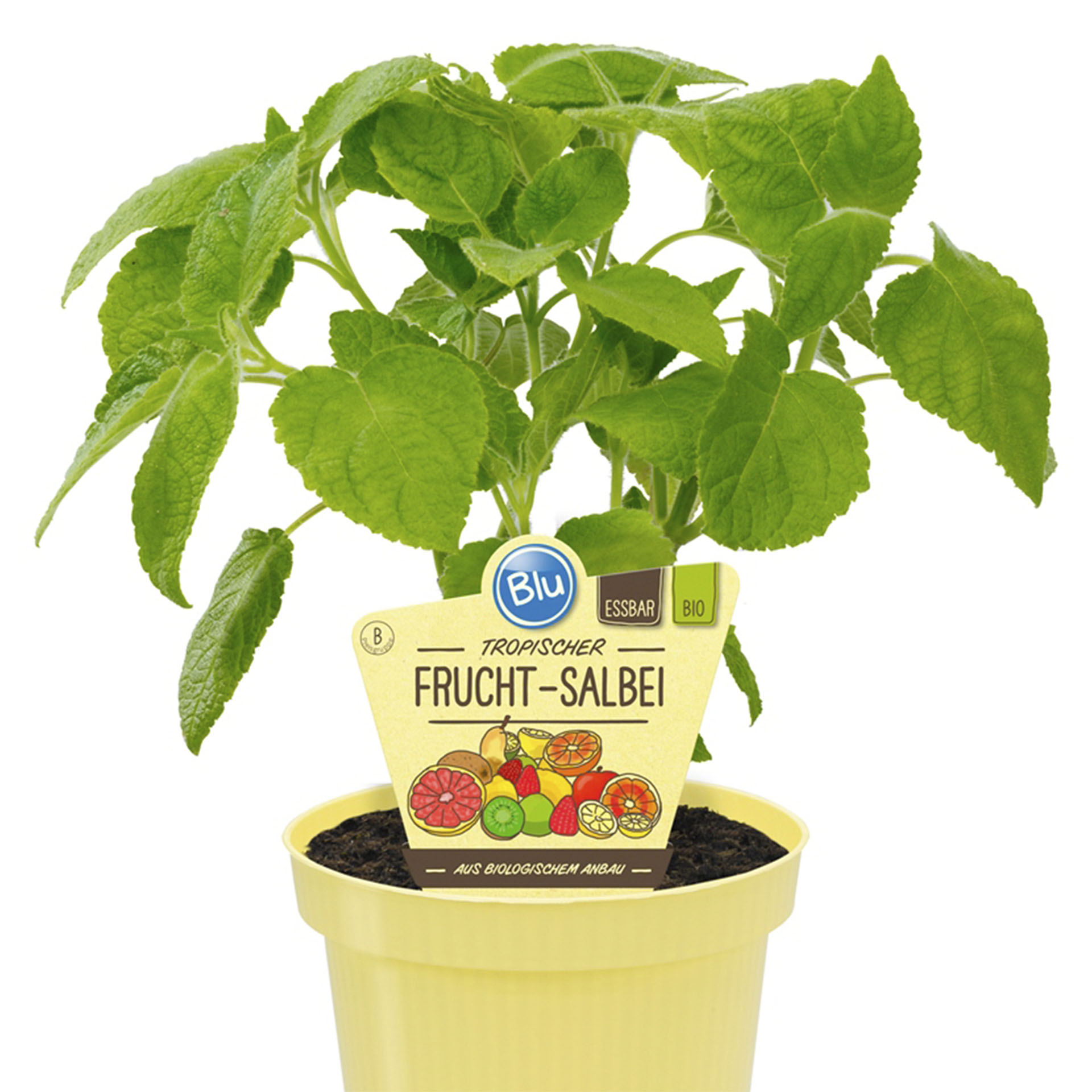 Frucht-Salbei in Pflanztopf mit Pflanzenstecker