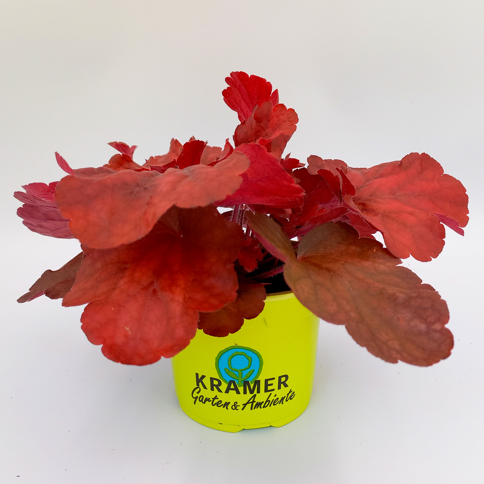 Purpurglöckchen Fire Alarm Herbstpflanze