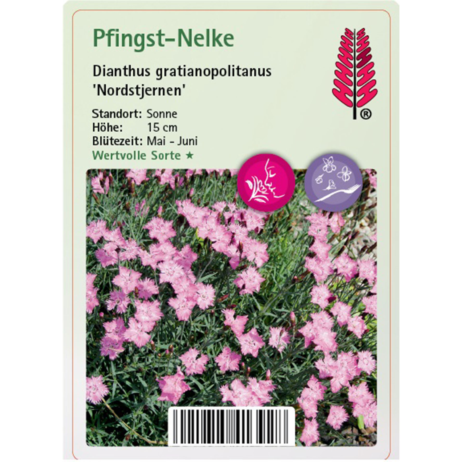 Blume, Pflanze, Nelke