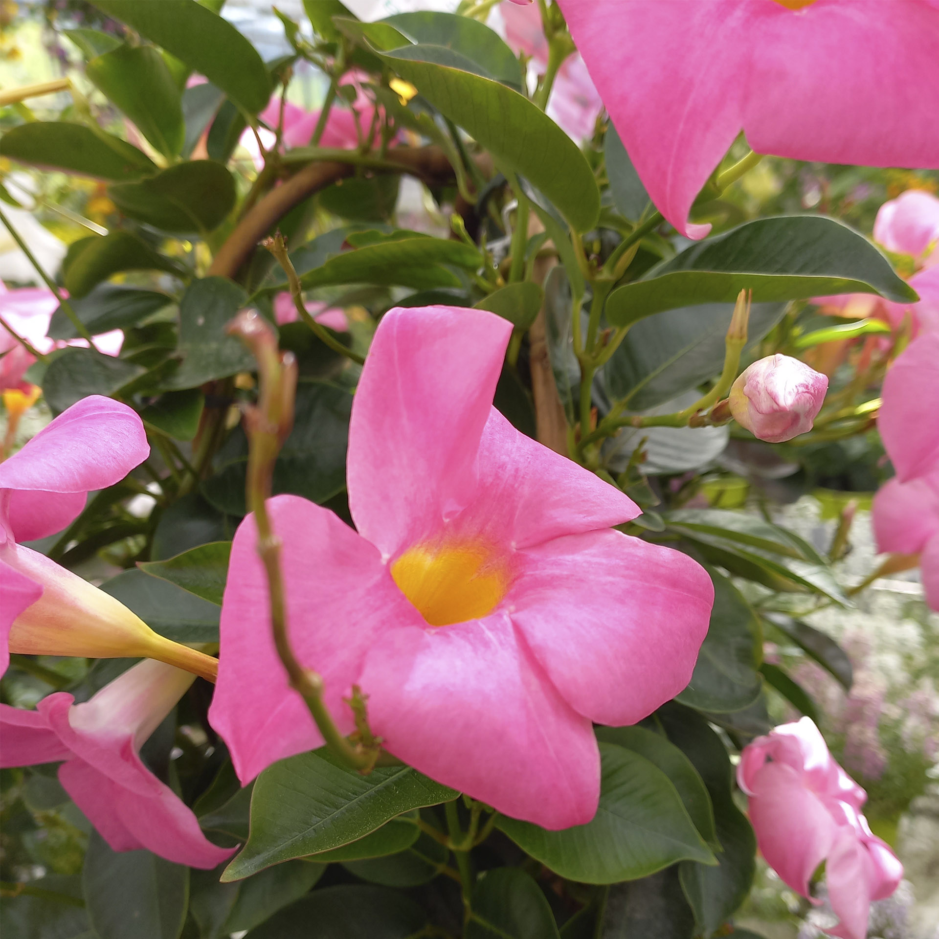 Dipladenie / Mandevilla Doppelbogen - Dipladenia pink, 17cm Topf