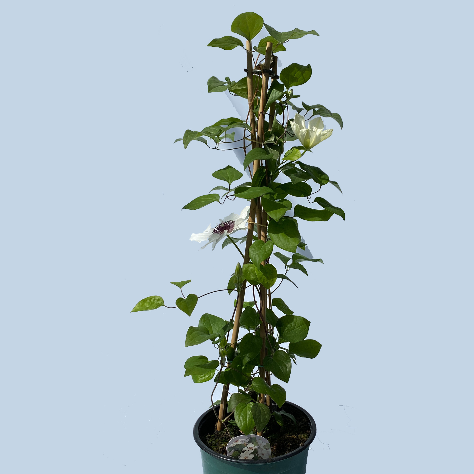 Clematis / Waldrebe 'Ninon' weiß, 19cm Topf