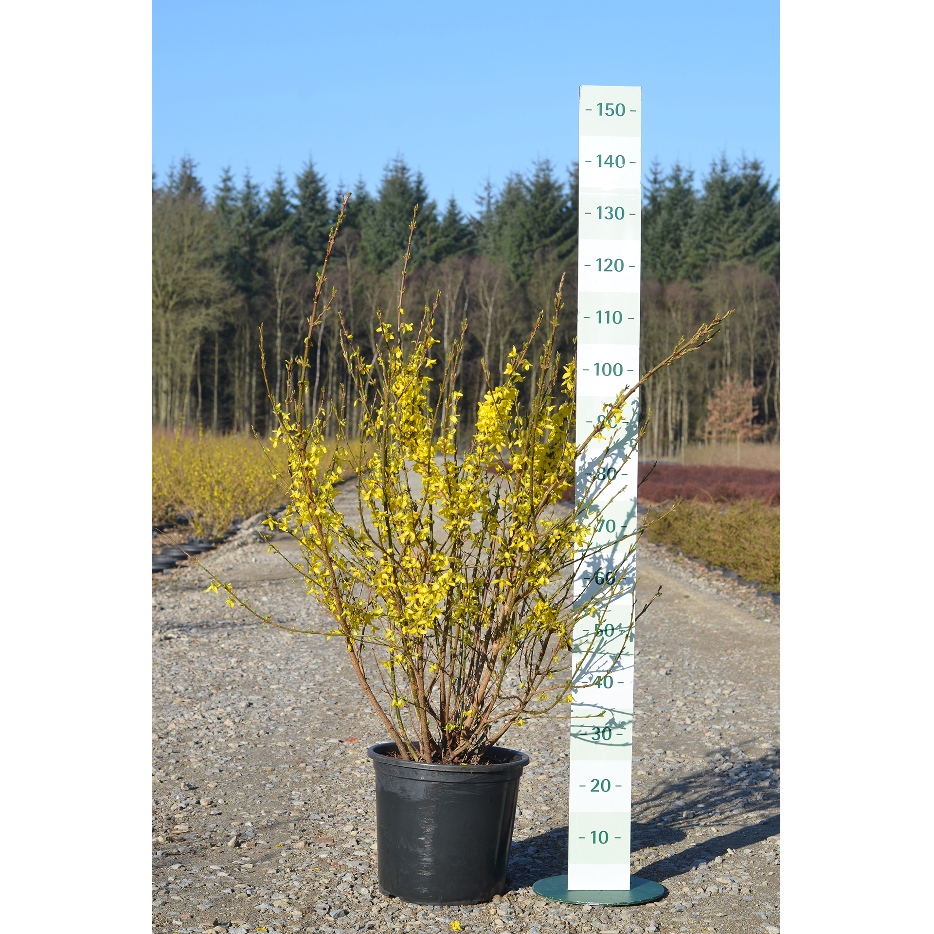 Heckenpflanzen Goldlöckchen Forsythie Frühblüher