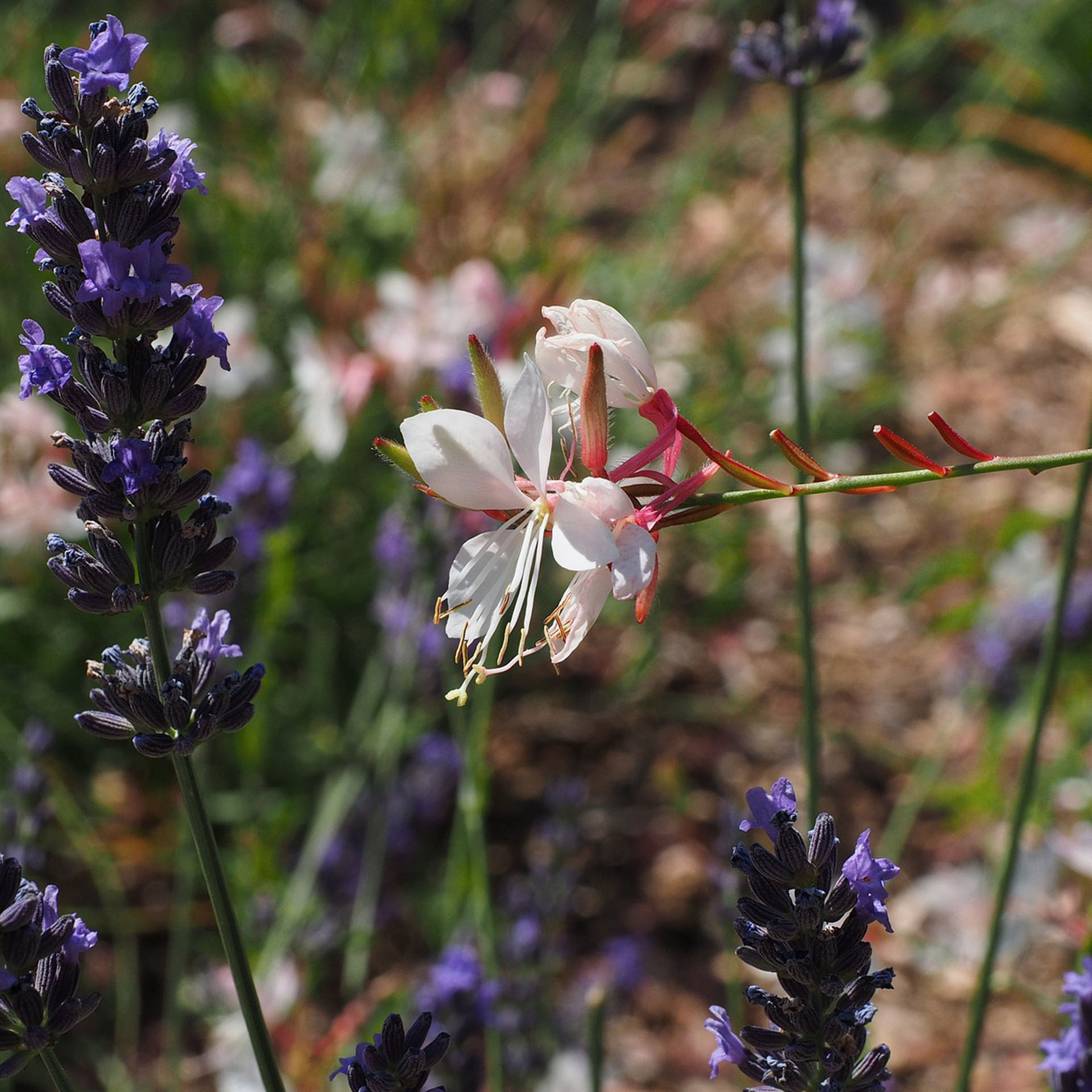 Blume, Pflanze, Geranie, Blütenblatt, Lupine