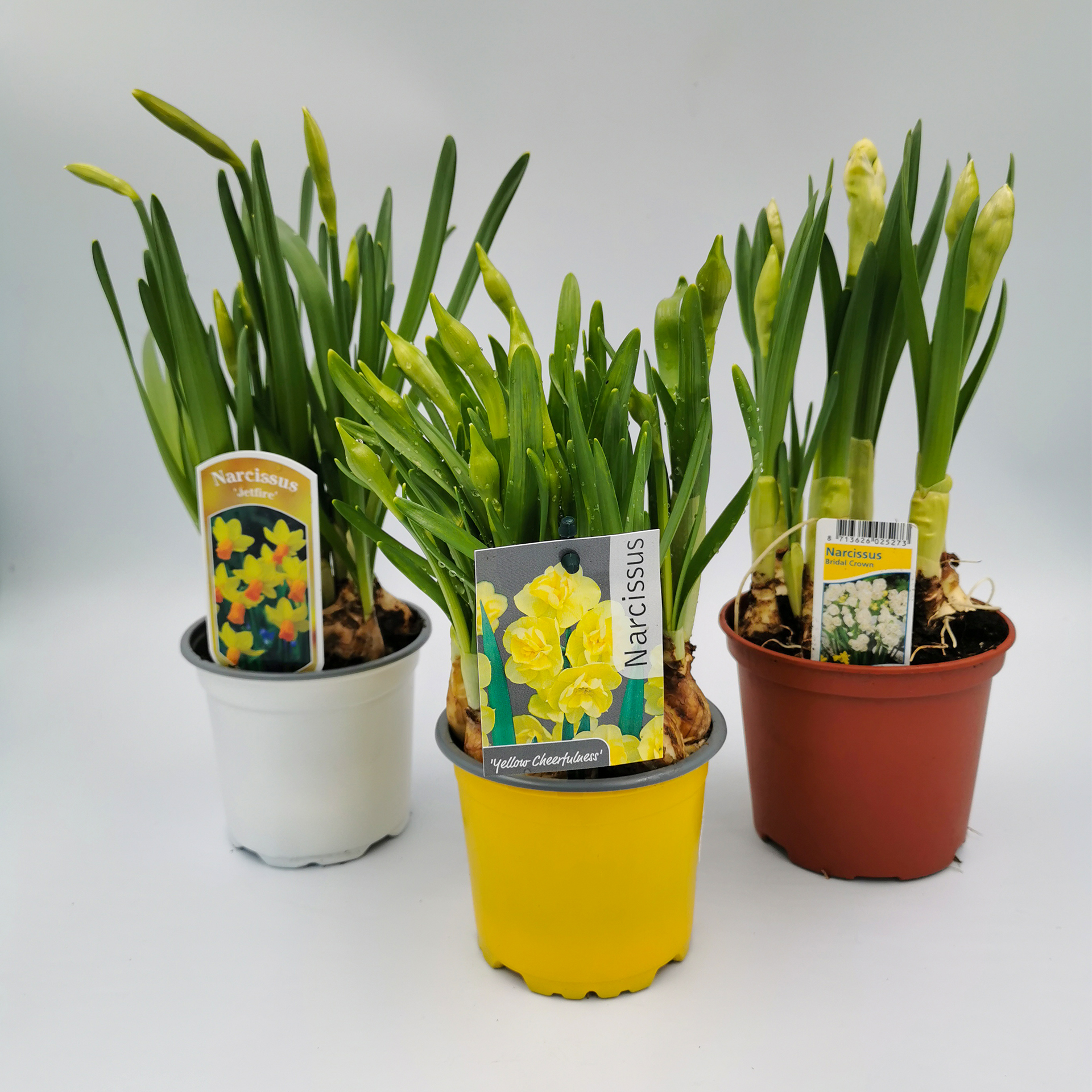 Narzissen Mix 9cm Topf Osterglocken