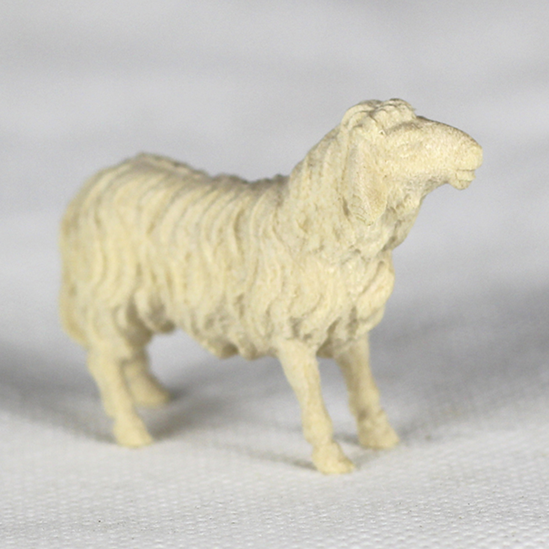 Schaf naturbelassen, Kopf gerade