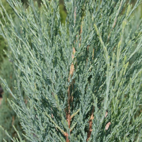 Zypressenwacholder Blue Arrow Raketen Wacholder Konifere Nadelgehölz